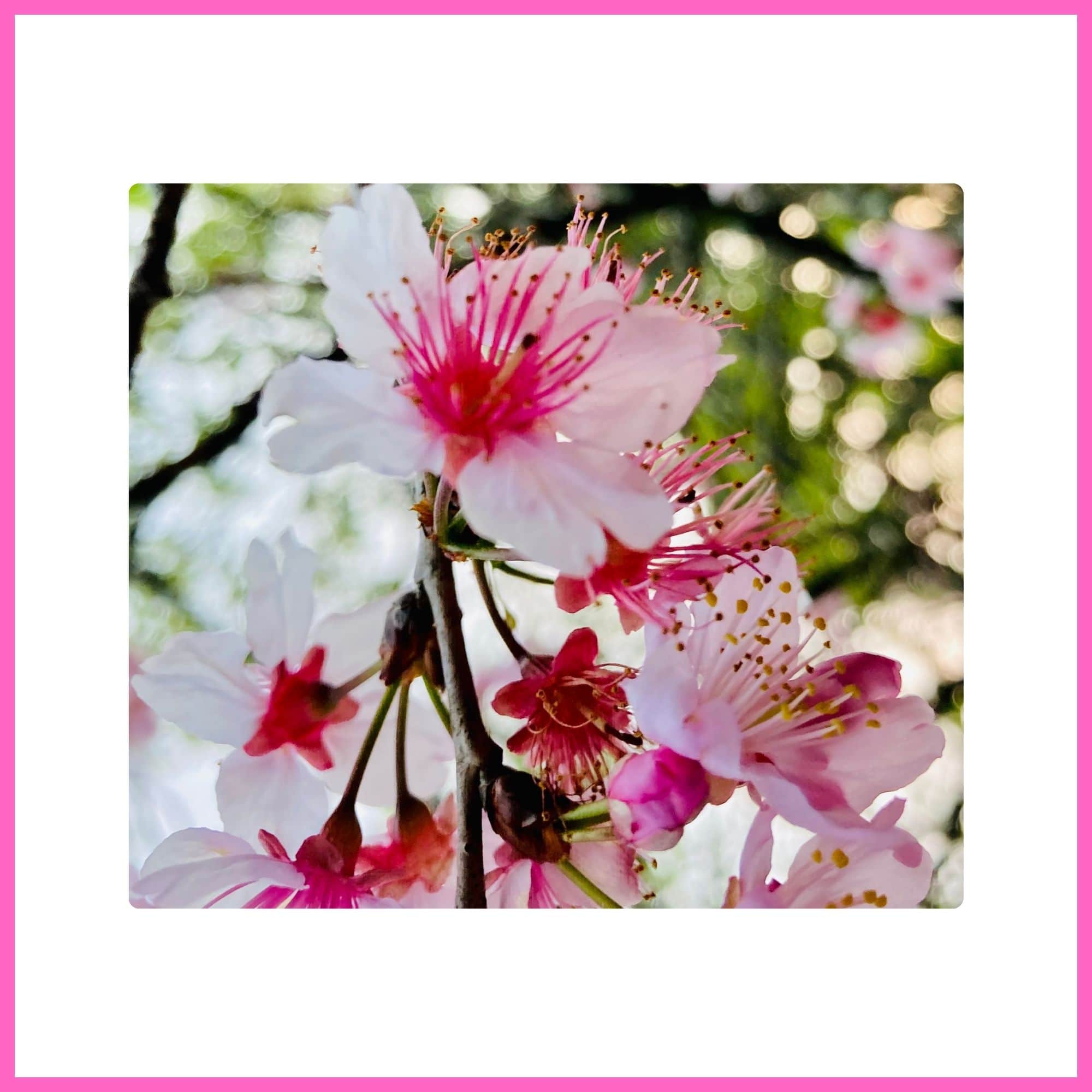 Cherry Blossom tree with pink blossoms