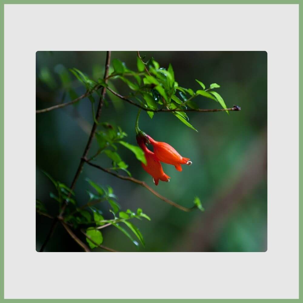 Chilean Bellflower (Lapageria rosea) pink hanging bloom from Chile