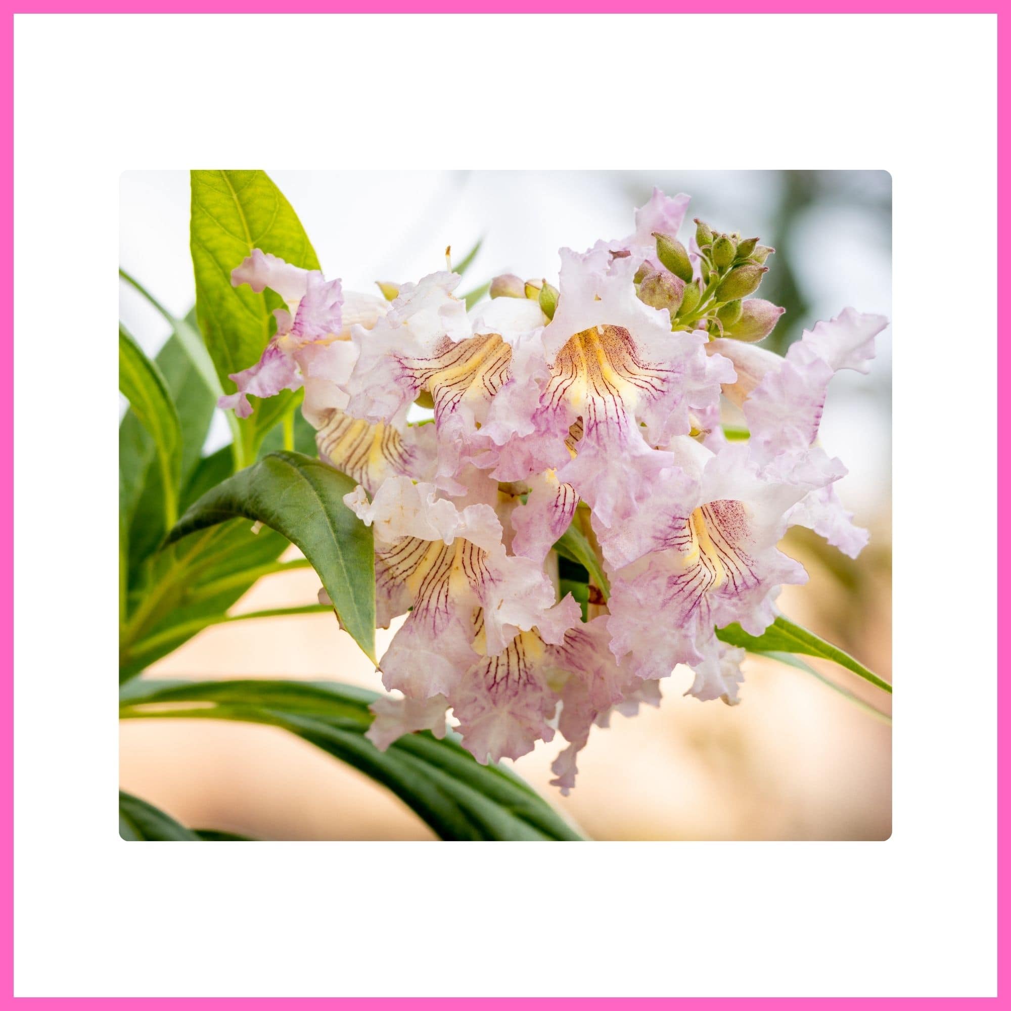 Chitalpa ‘Pink Dawn’ tree with clusters of pink blossoms, one of the most beautiful flowering trees with pink blossoms