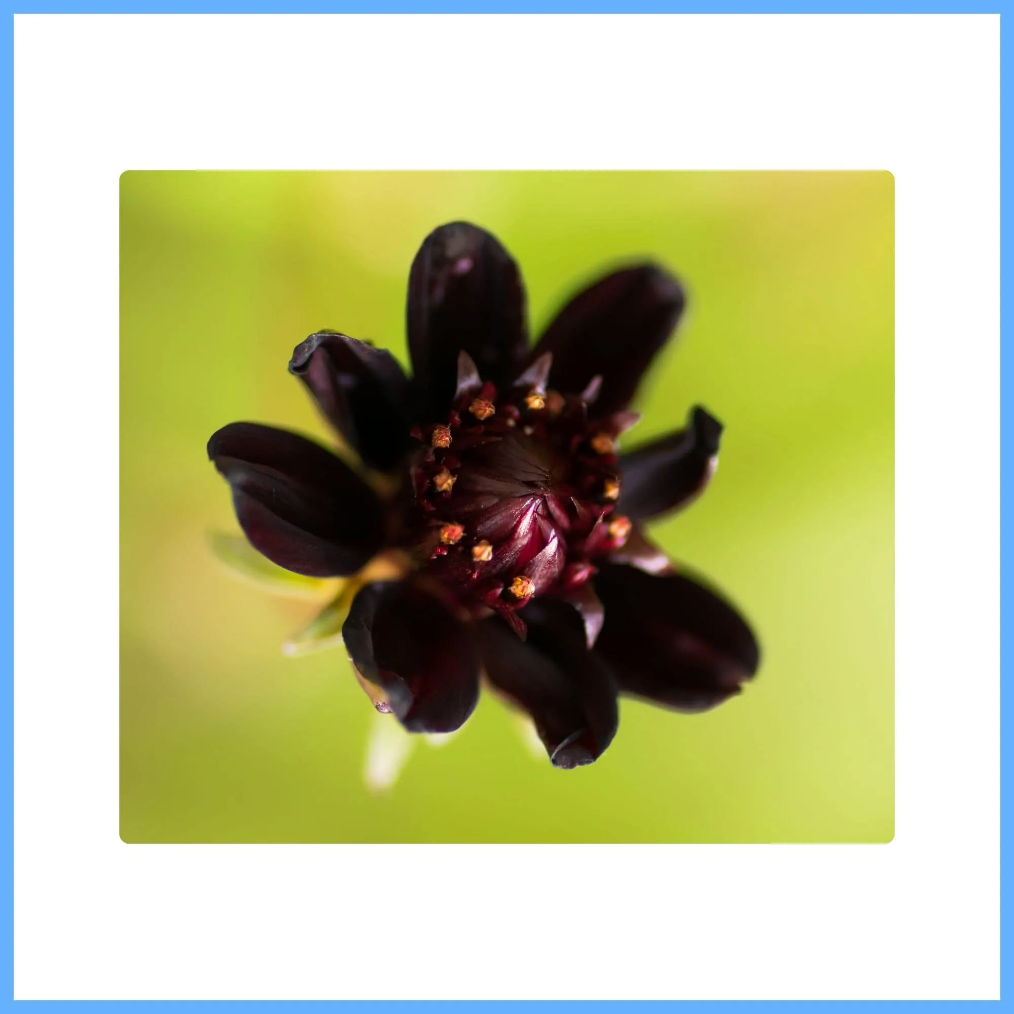 Stunning Brown Chocolate Cosmos