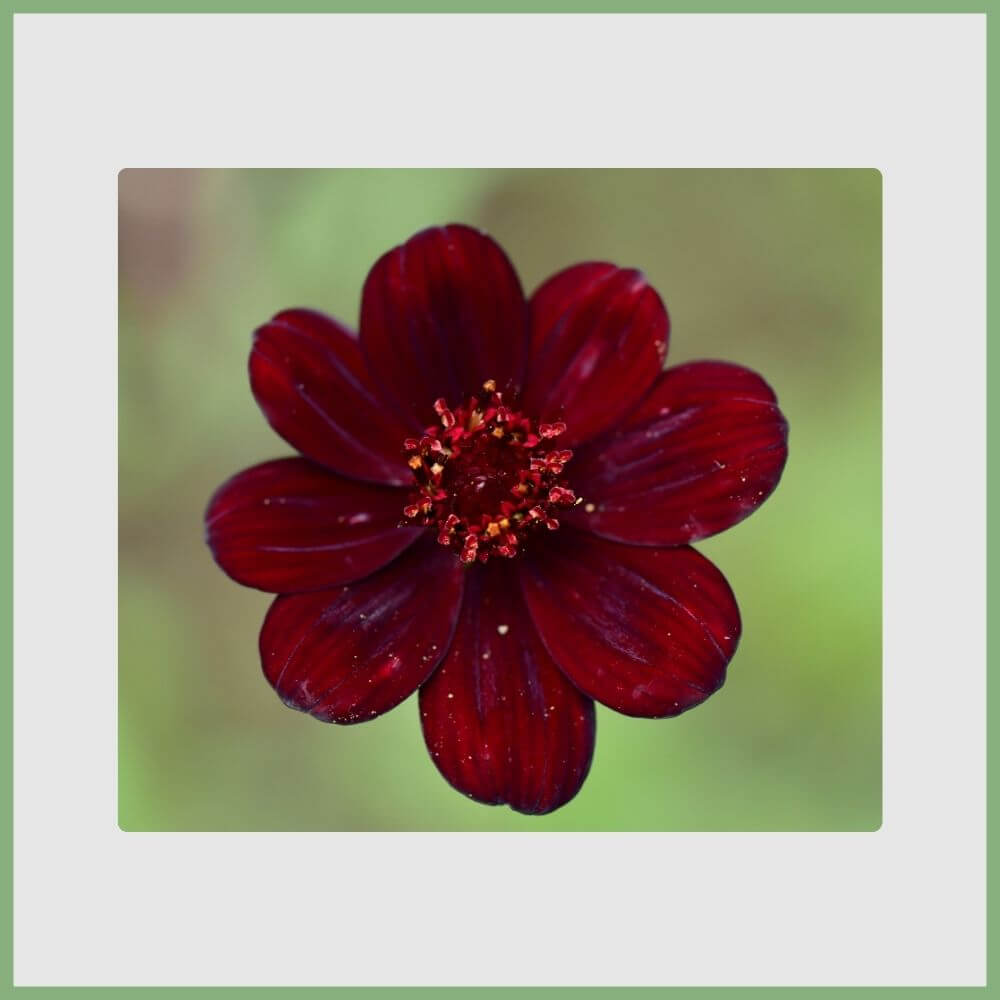 Chocolate Cosmos (Cosmos atrosanguineus) dark maroon flower with chocolate scent