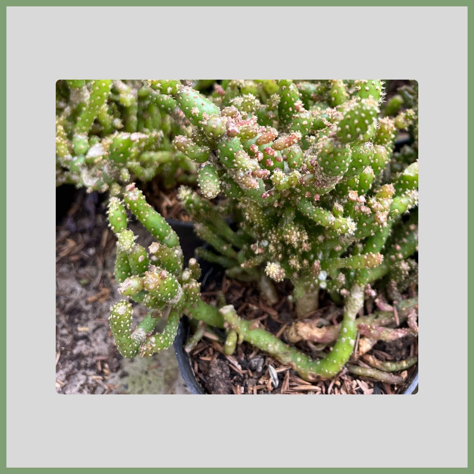 Close-up of a Cholla Cactus flower (Cylindropuntia imbricata) with chain-like stems