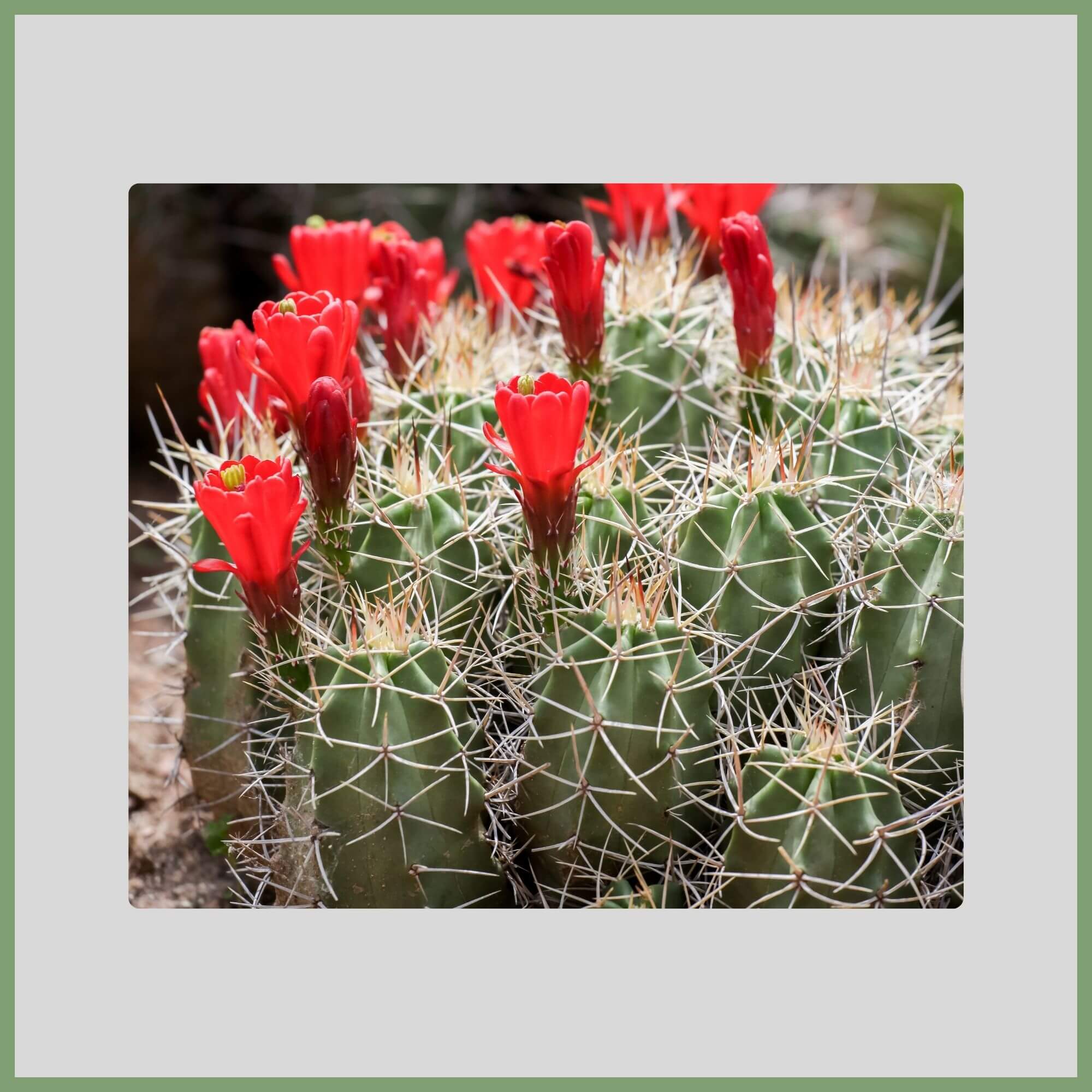 Close-up of a Claret Cup Cactus flower (Echinocereus triglochidiatus) with red cup-shaped blooms loved by hummingbirds