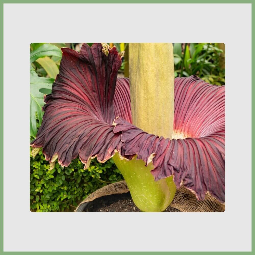 Corpse Flower (Amorphophallus titanum) with its tall red bloom