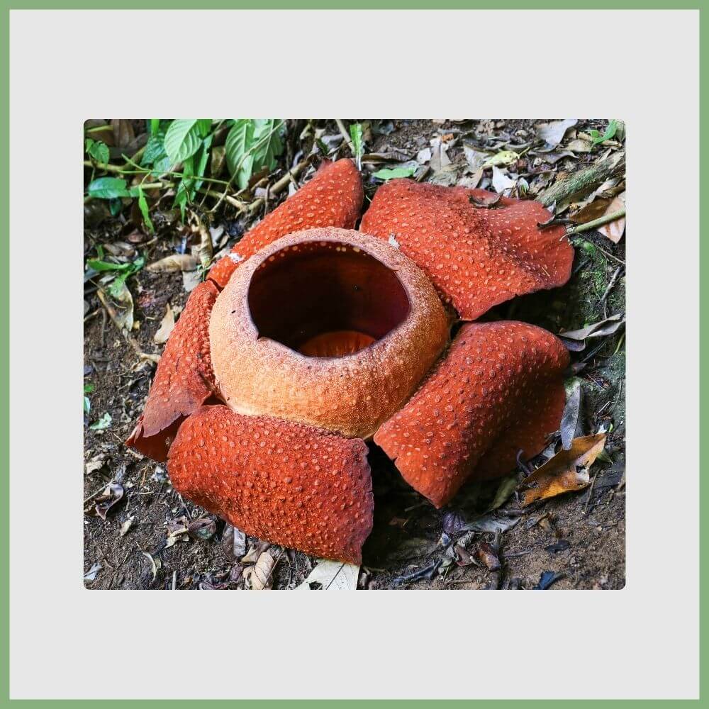 Corpse Lily (Rafflesia arnoldii) showing its giant red-spotted flower