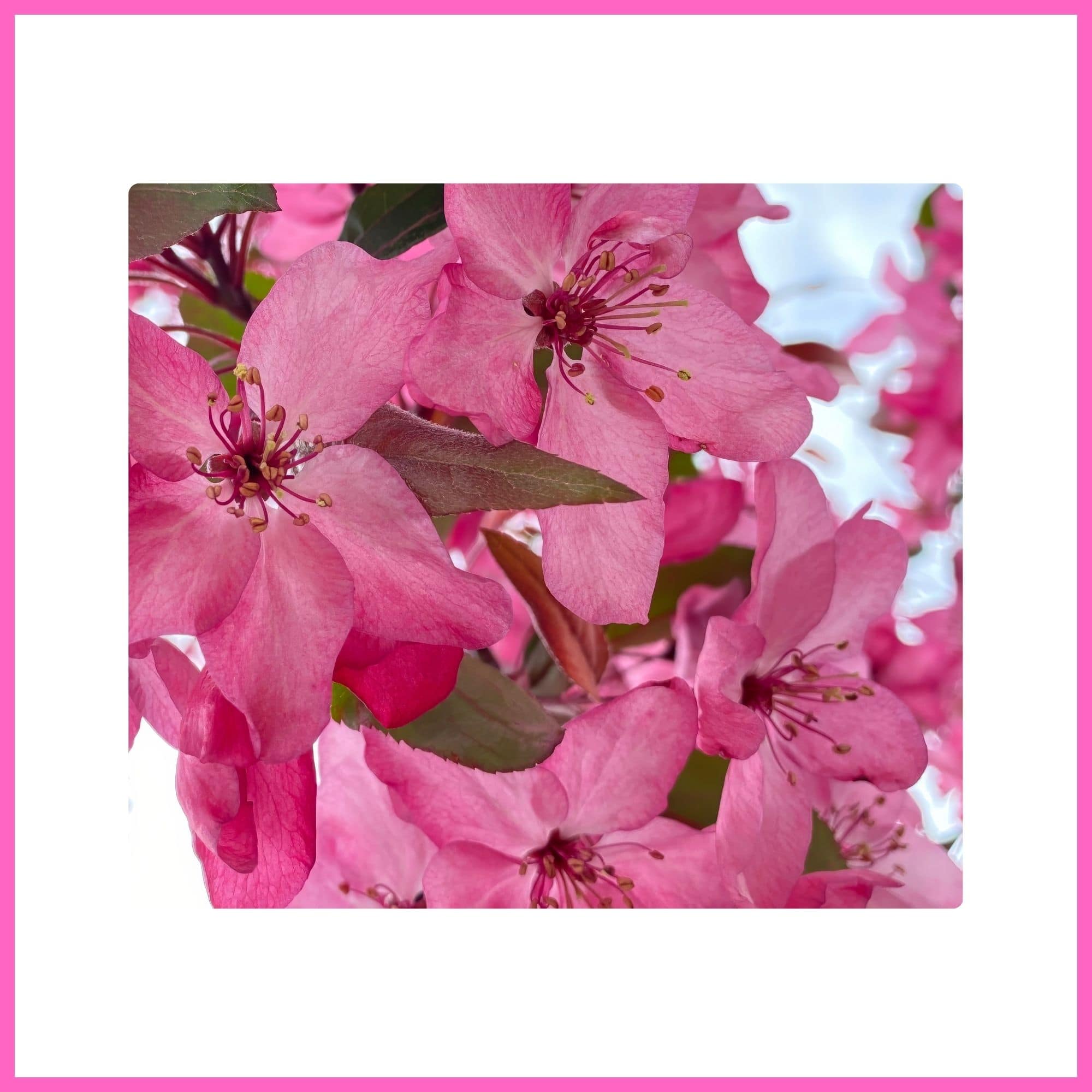 Crabapple tree covered with pink blossoms, one of the most beautiful flowering trees with pink blossoms in spring.