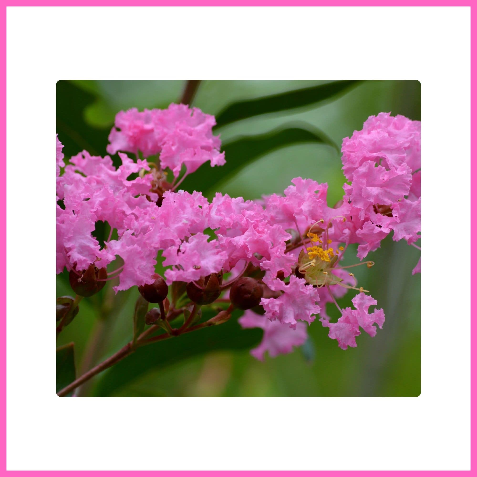 Crape Myrtle tree covered with pink blossoms, one of the most beautiful flowering trees with pink blossoms