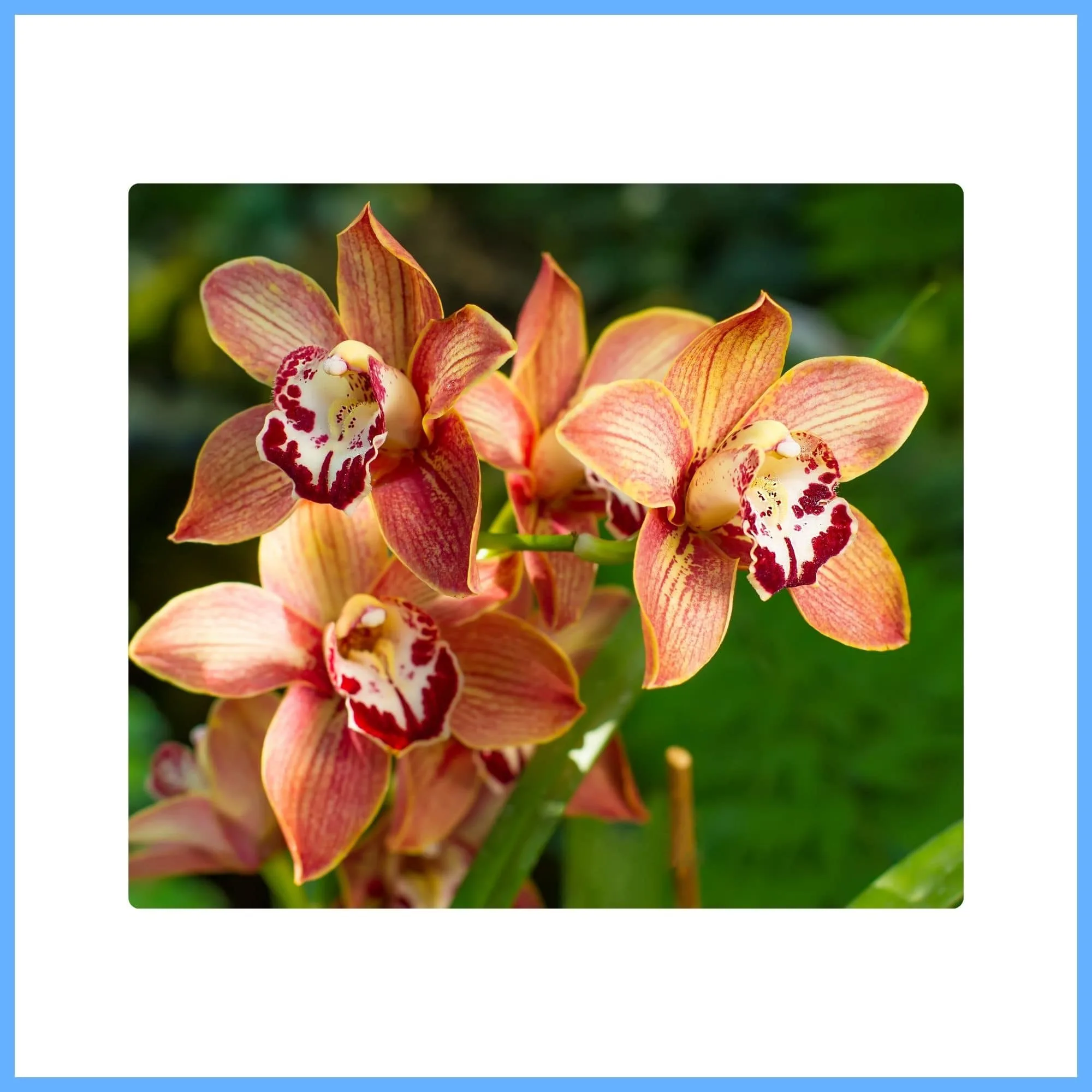Rare Brown Cymbidium Orchid