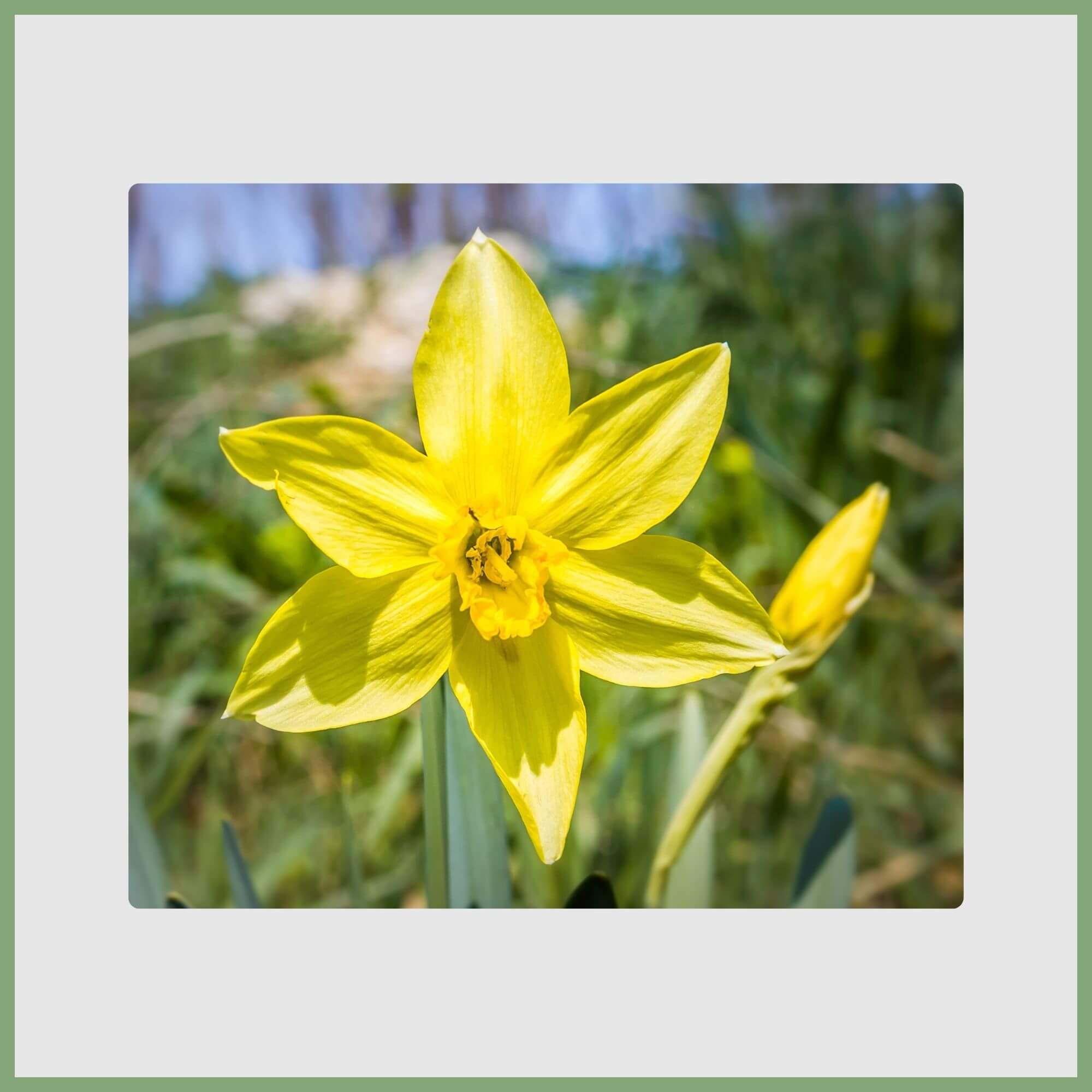 Daffodil (Narcissus pseudonarcissus)