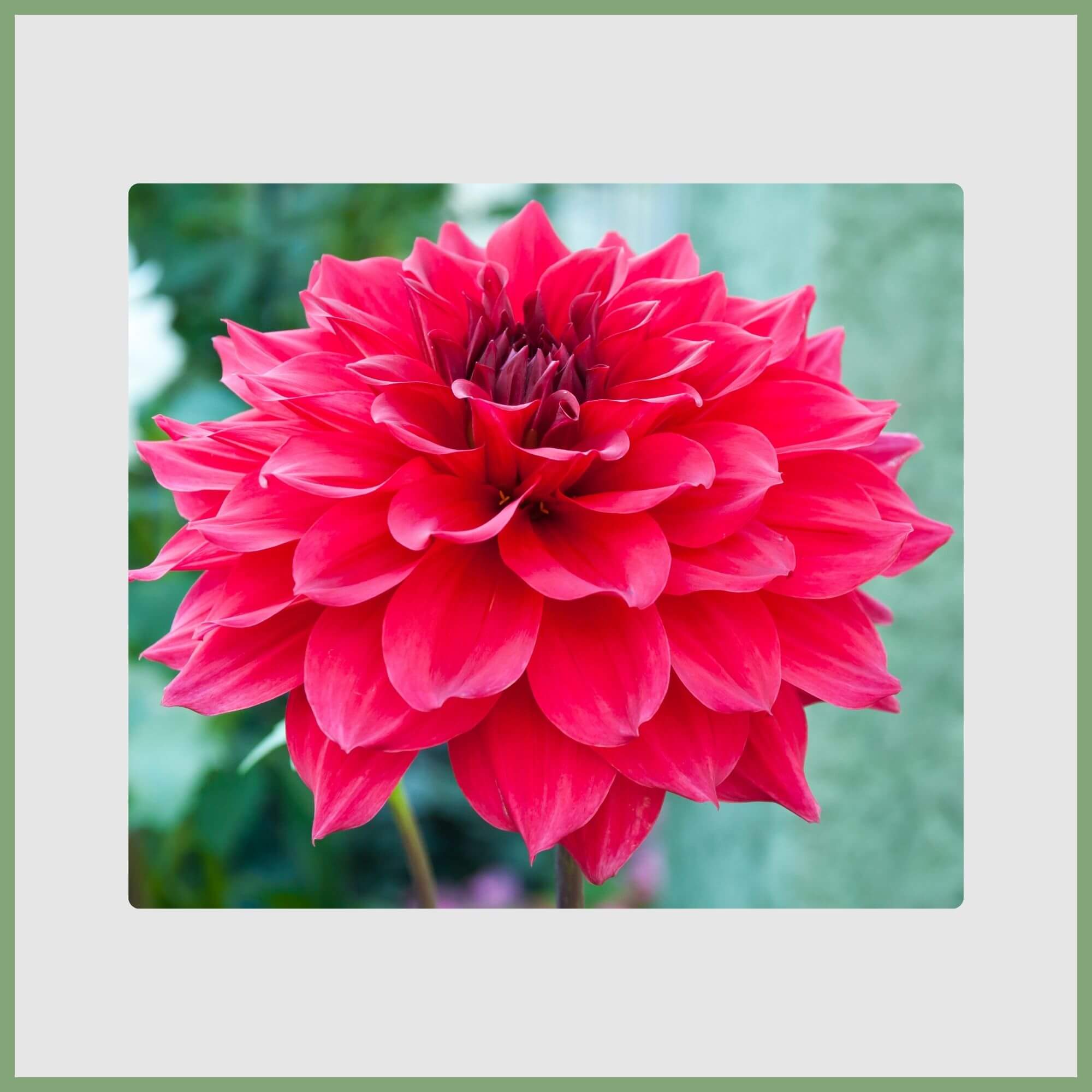 Close-up of a Red Dahlia (Dahlia pinnata)