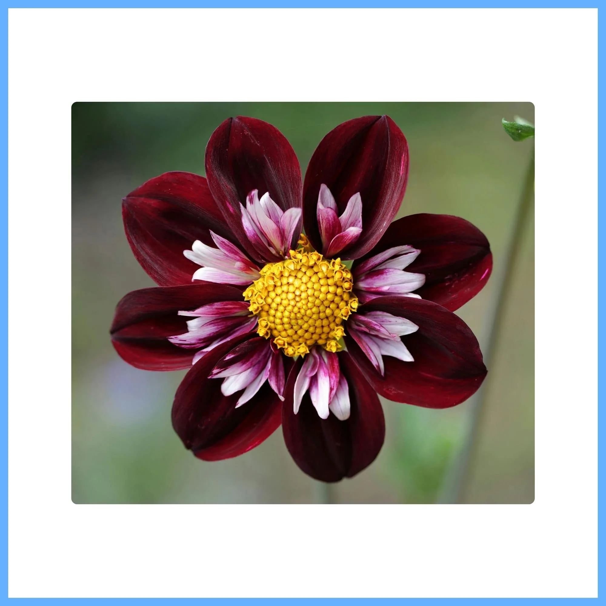Dark Brown Dahlia ‘Karma Choc’
