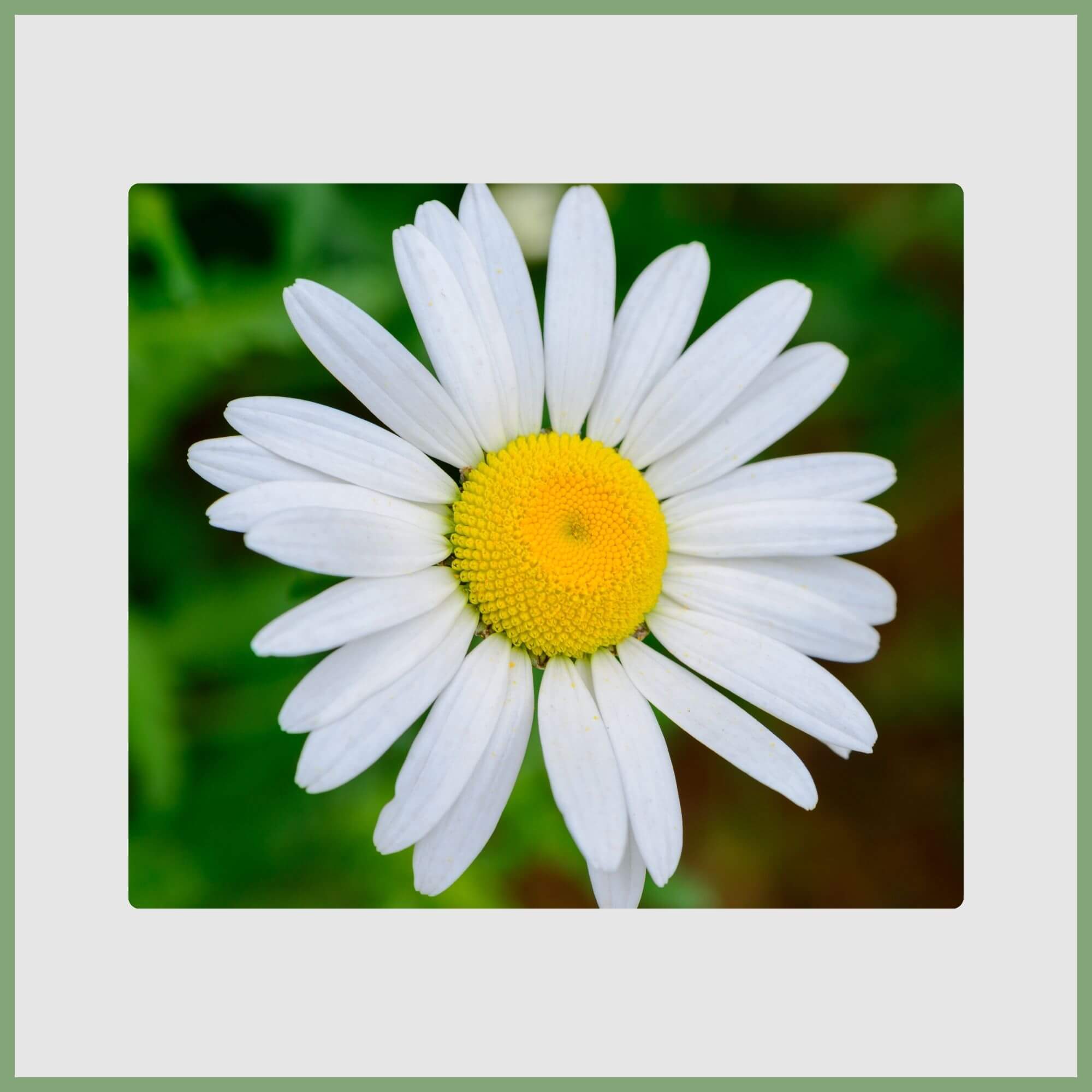 Close-up of a Daisy (Bellis perennis)