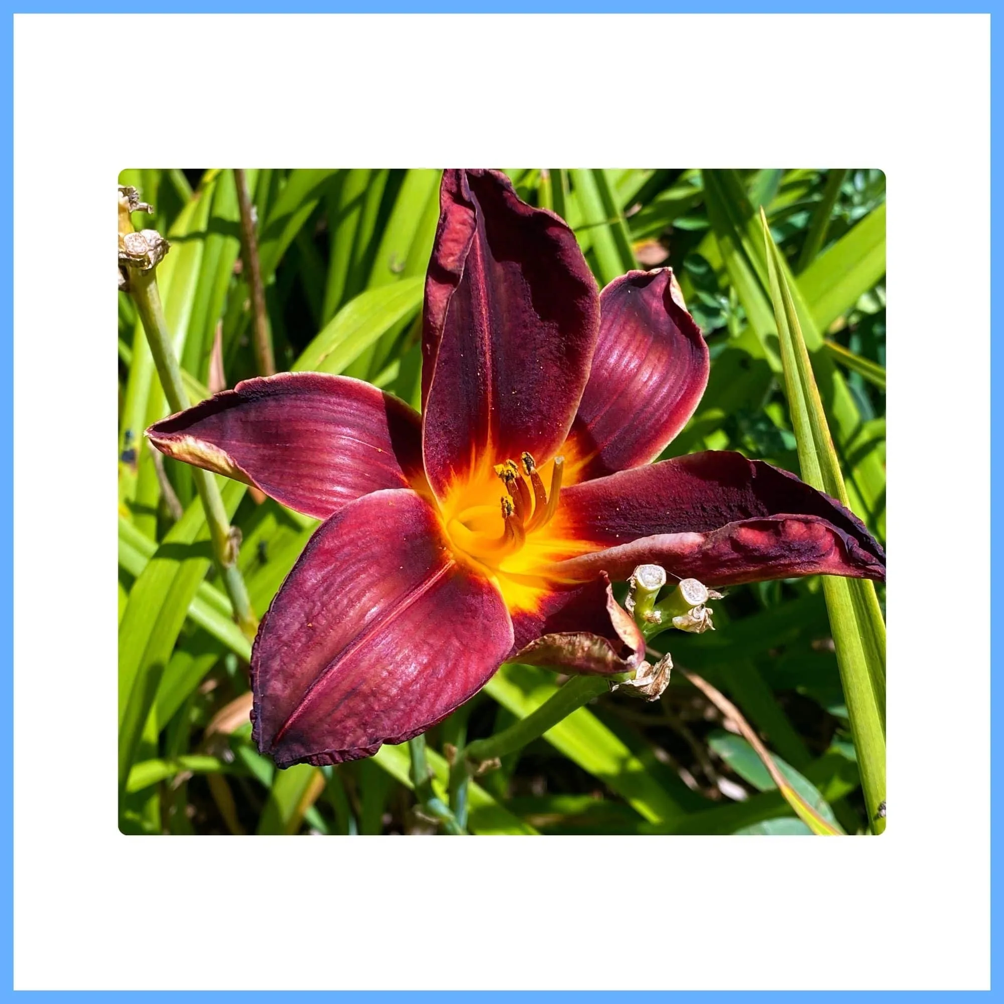 Vibrant Brown Daylily ‘Hot Chocolate’ in Full Bloom