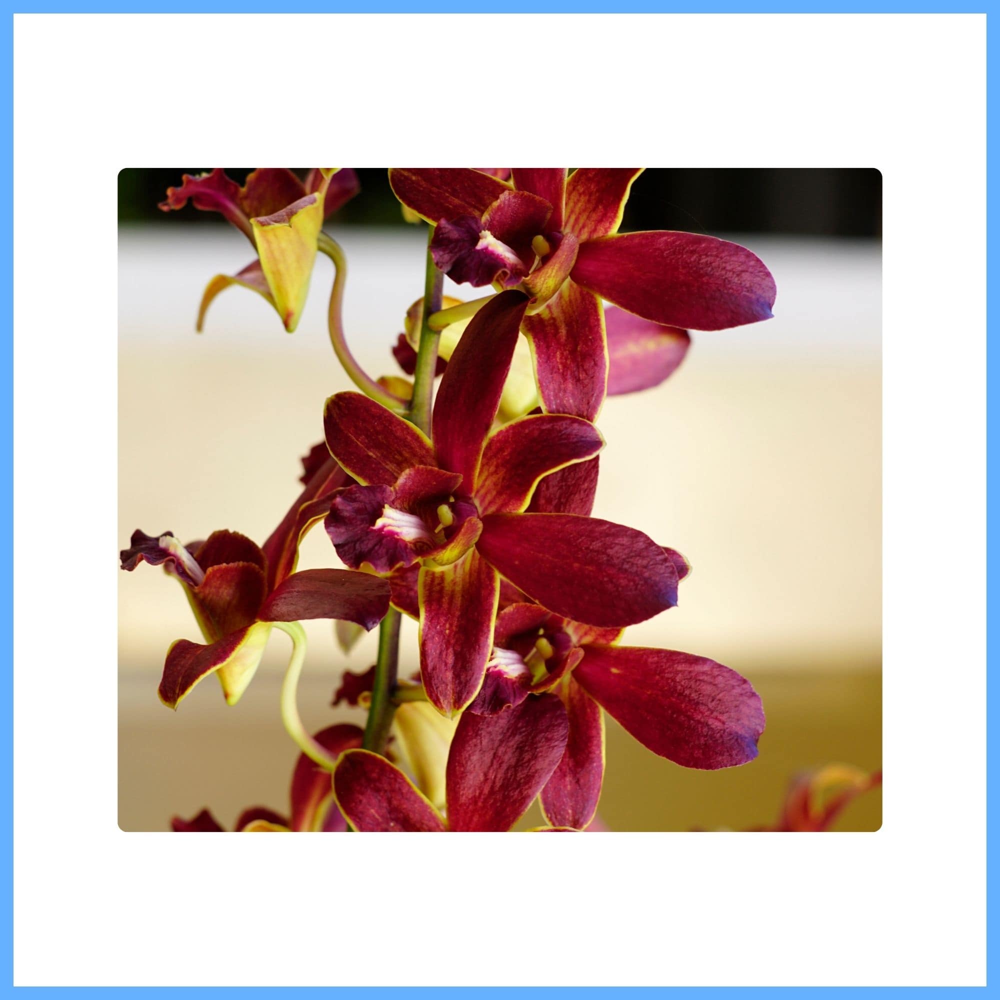 Dendrobium ‘Mocha’ Orchid 