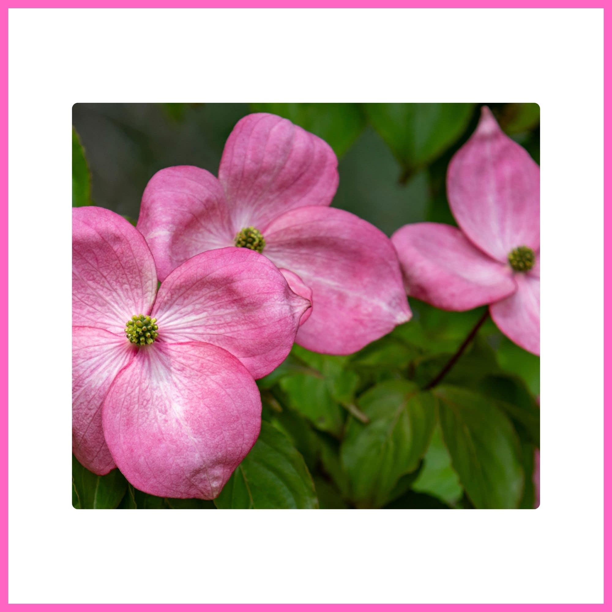 Dogwood ‘Rubra’, a graceful flowering tree with pink blossoms, blooming beautifully