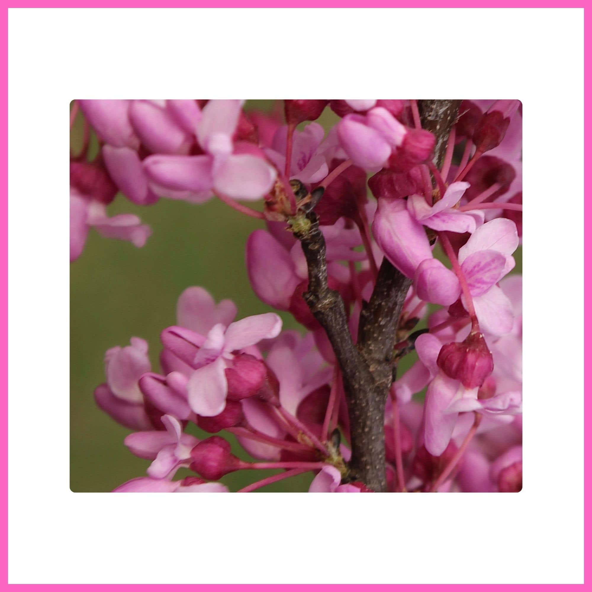 Eastern Redbud flowering tree with pink blossoms