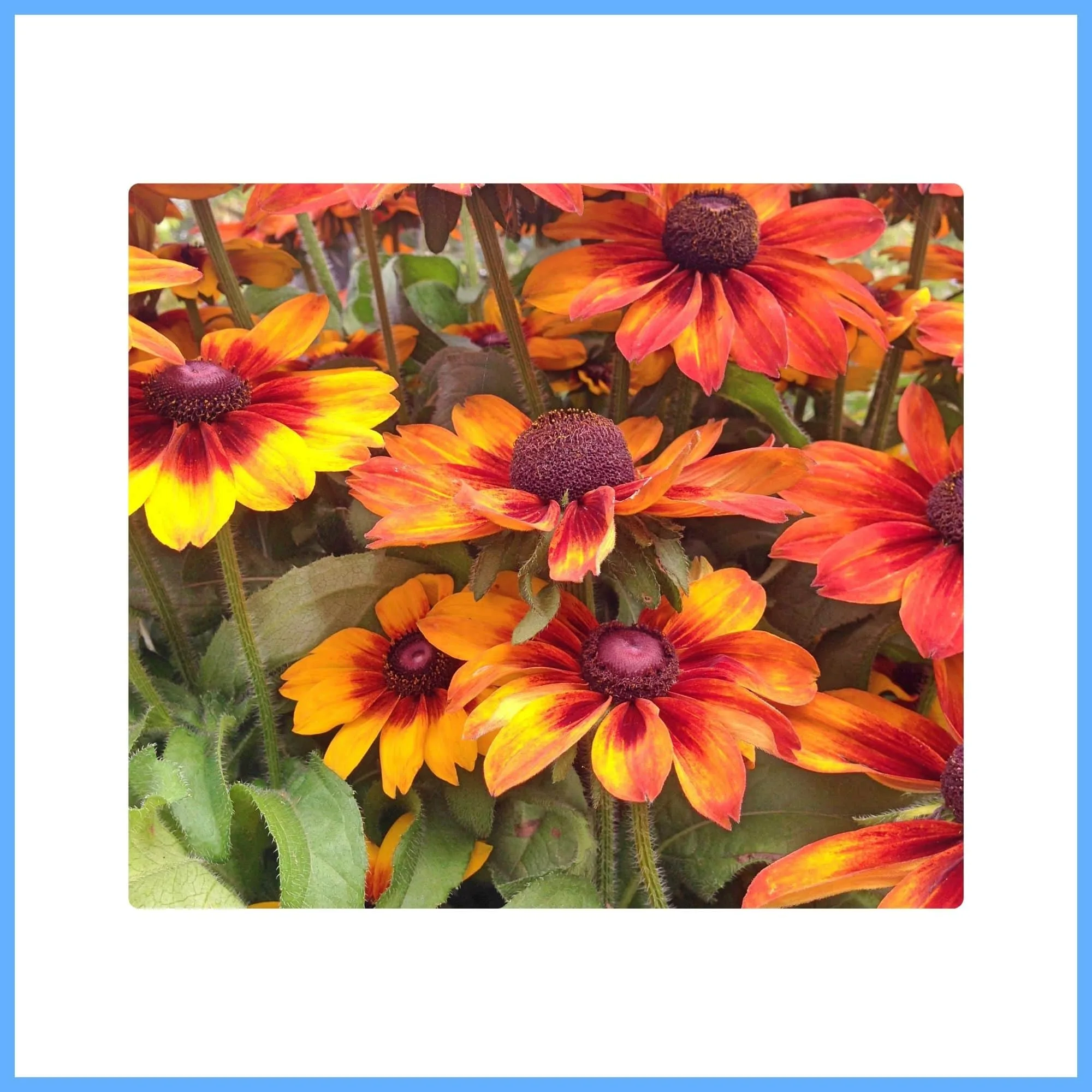 Echibeckia ‘Summerina Brown’