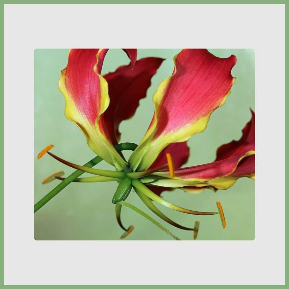 Fire Lily (Gloriosa superba) red and yellow curling petals