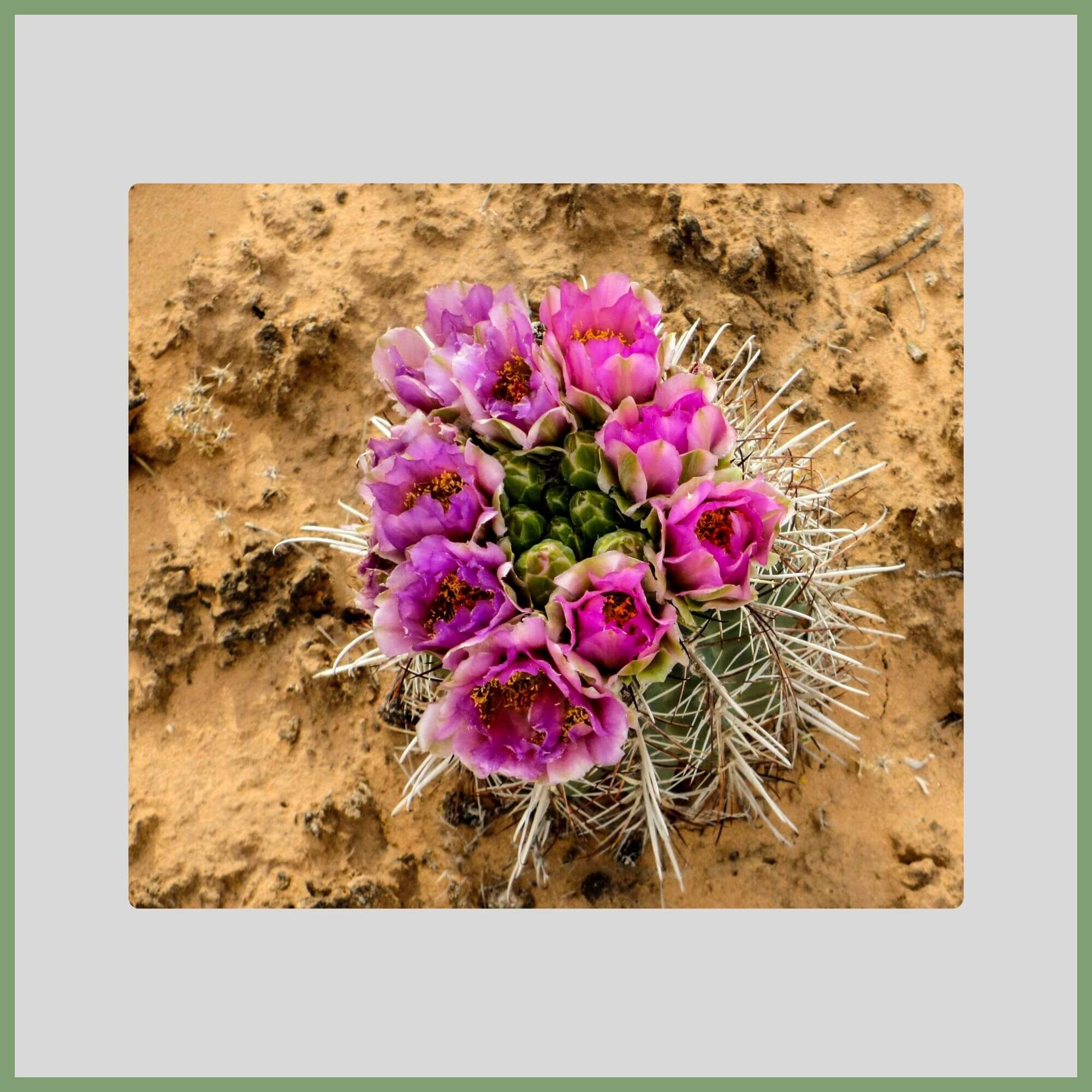 Close-up of a Fishhook Cactus flower (Mammillaria dioica) with pink blooms and curved hook-like spines