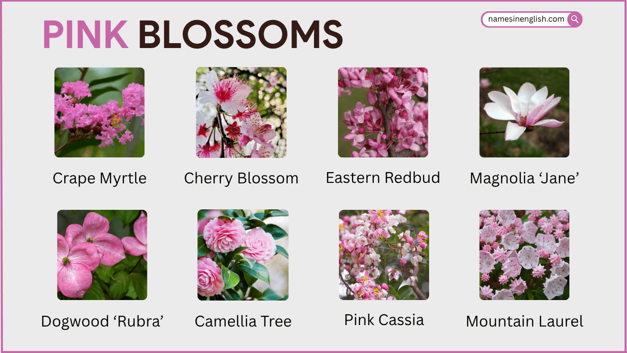 Flowering Trees with Pink Blossoms