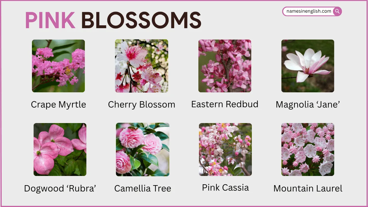 Flowering Trees with Pink Blossoms