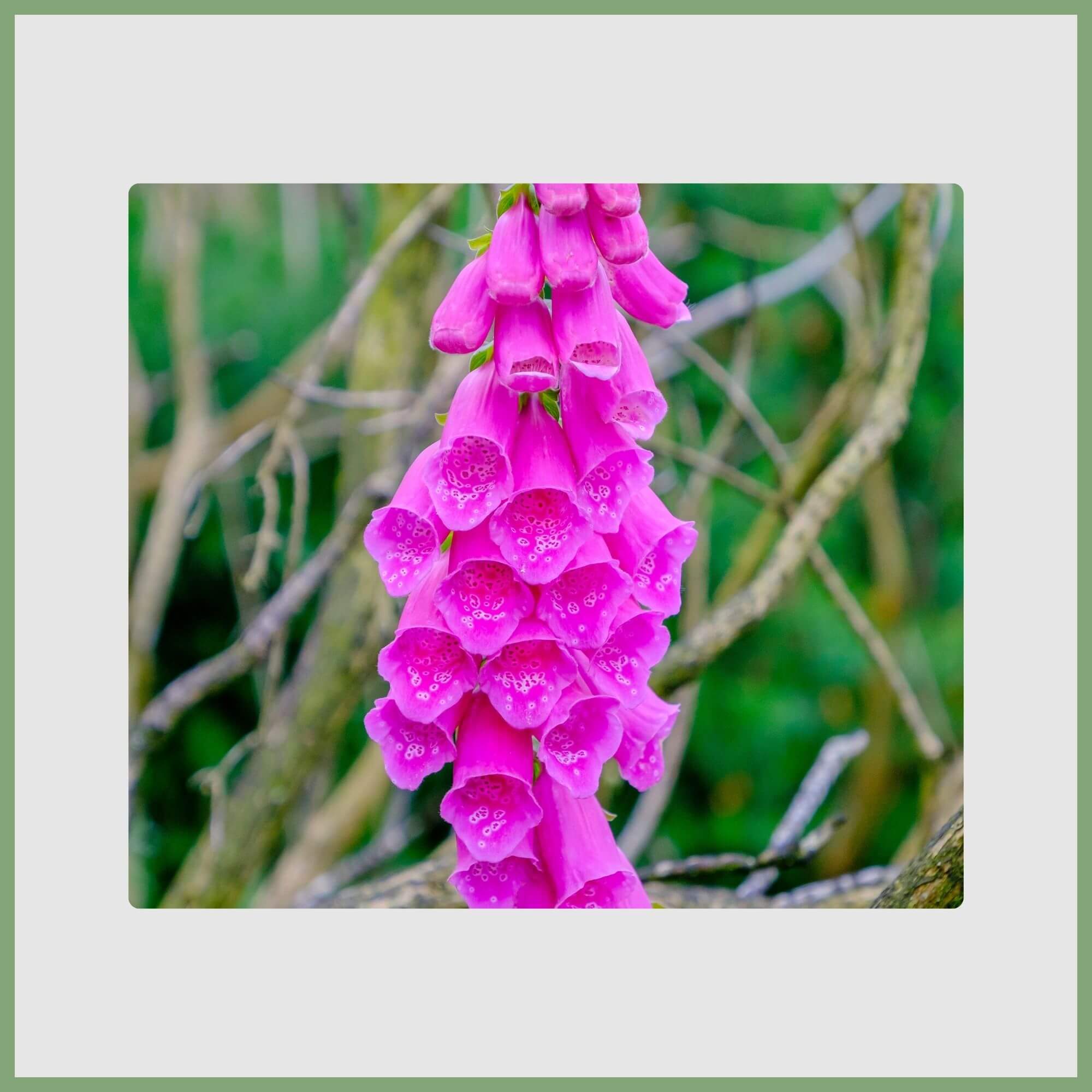 Pink Foxglove (Digitalis purpurea)