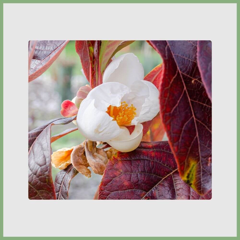 Franklin Tree Flower (Franklinia alatamaha) with white petals and yellow center