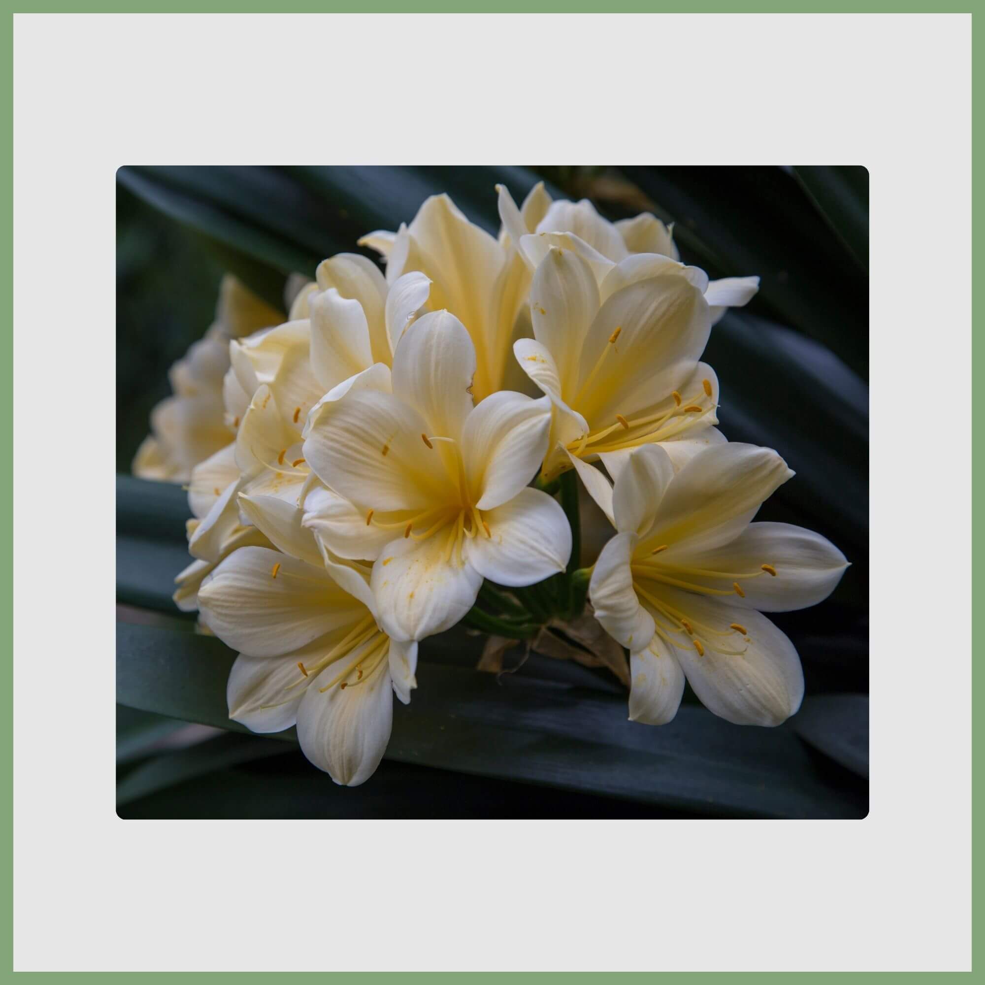 Cluster of Freesia (Freesia refracta)