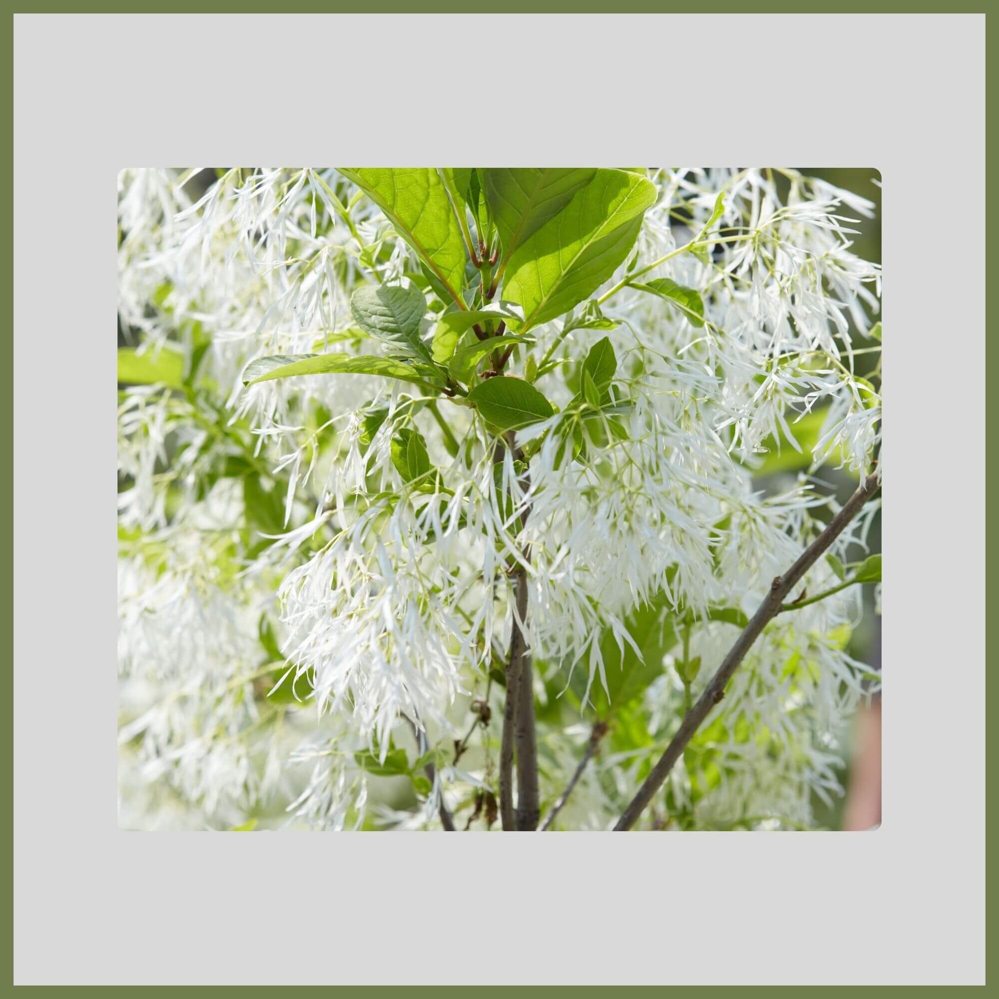Fringe Tree with soft, feathery white petals resembling clouds during spring bloom