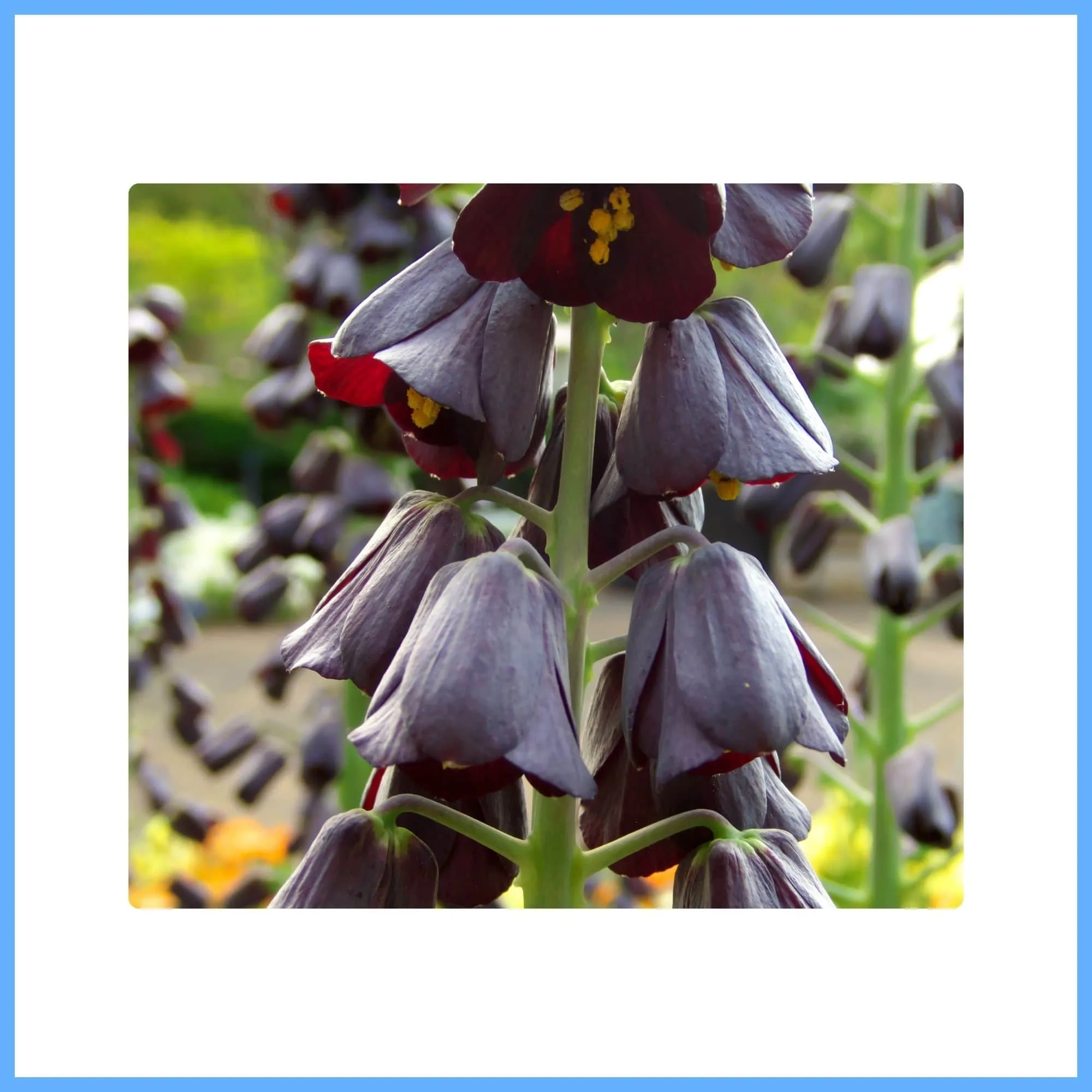 Unique Brown Fritillaria Persica Flower