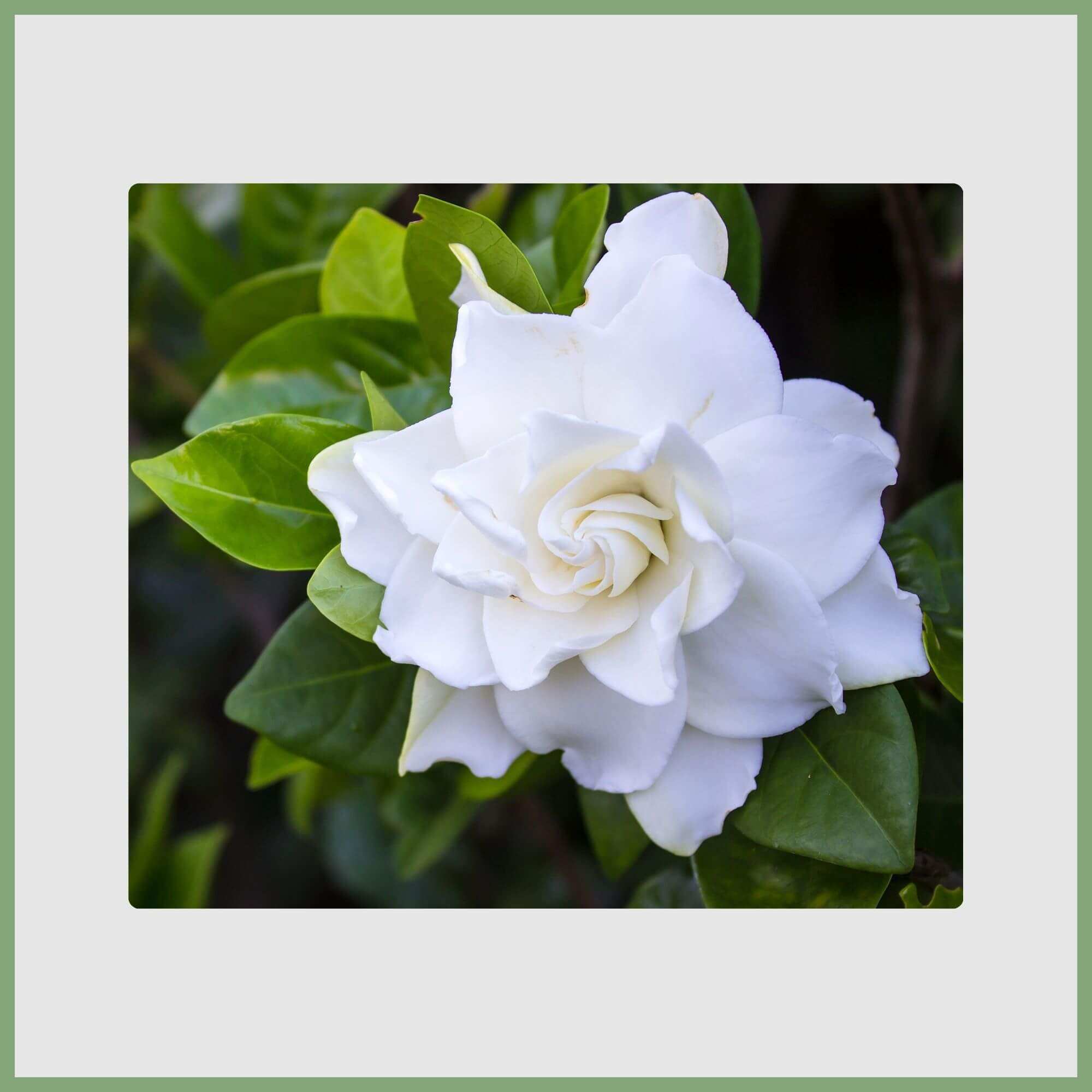 white Gardenia (Gardenia jasminoides)