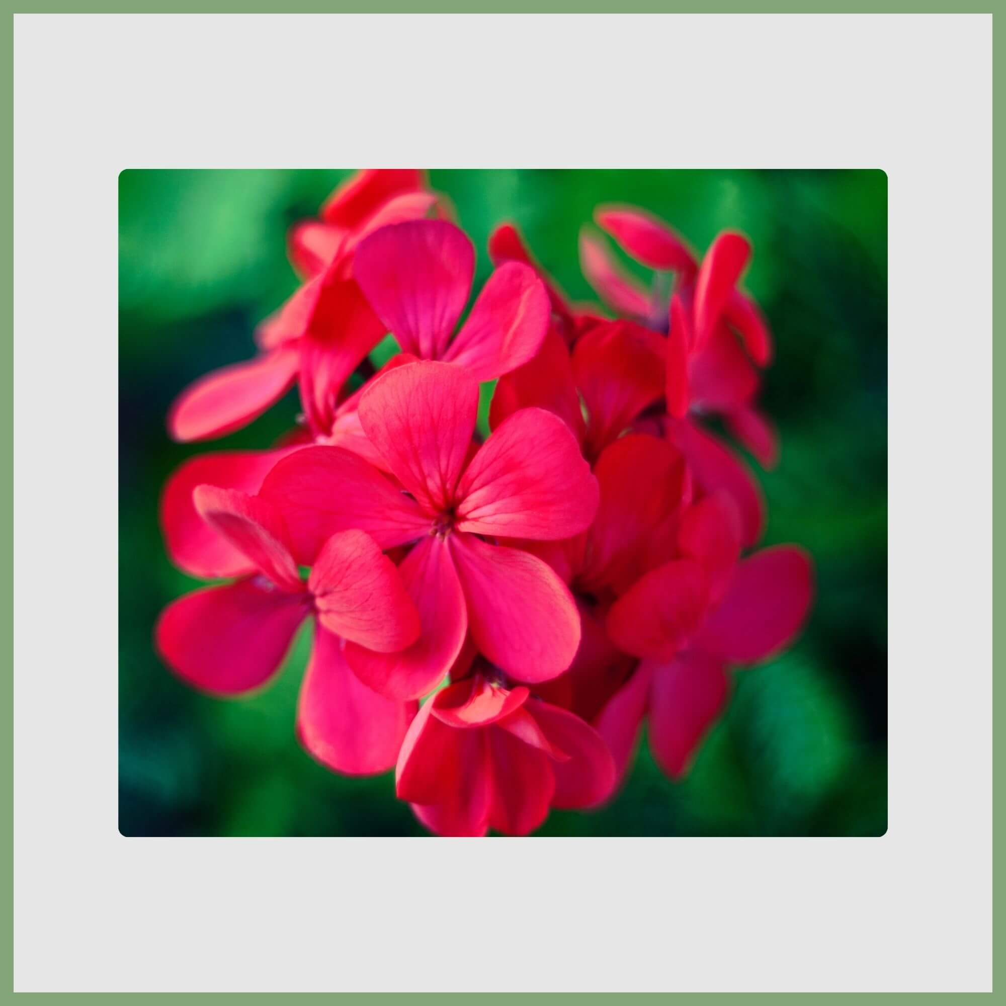 Red Geraniums (Pelargonium hortorum)