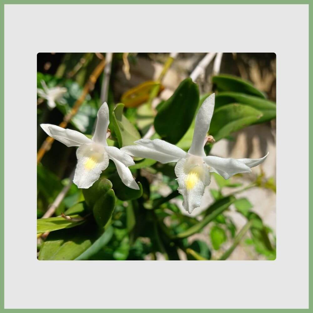 Ghost Orchid (Dendrophylax lindenii) rare white bloom found in Florida swamps