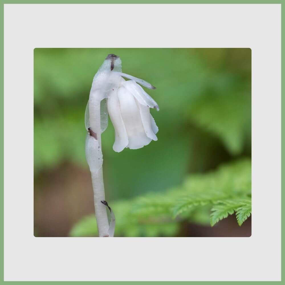 Ghost Plant (Monotropa uniflora) showing its white translucent stems