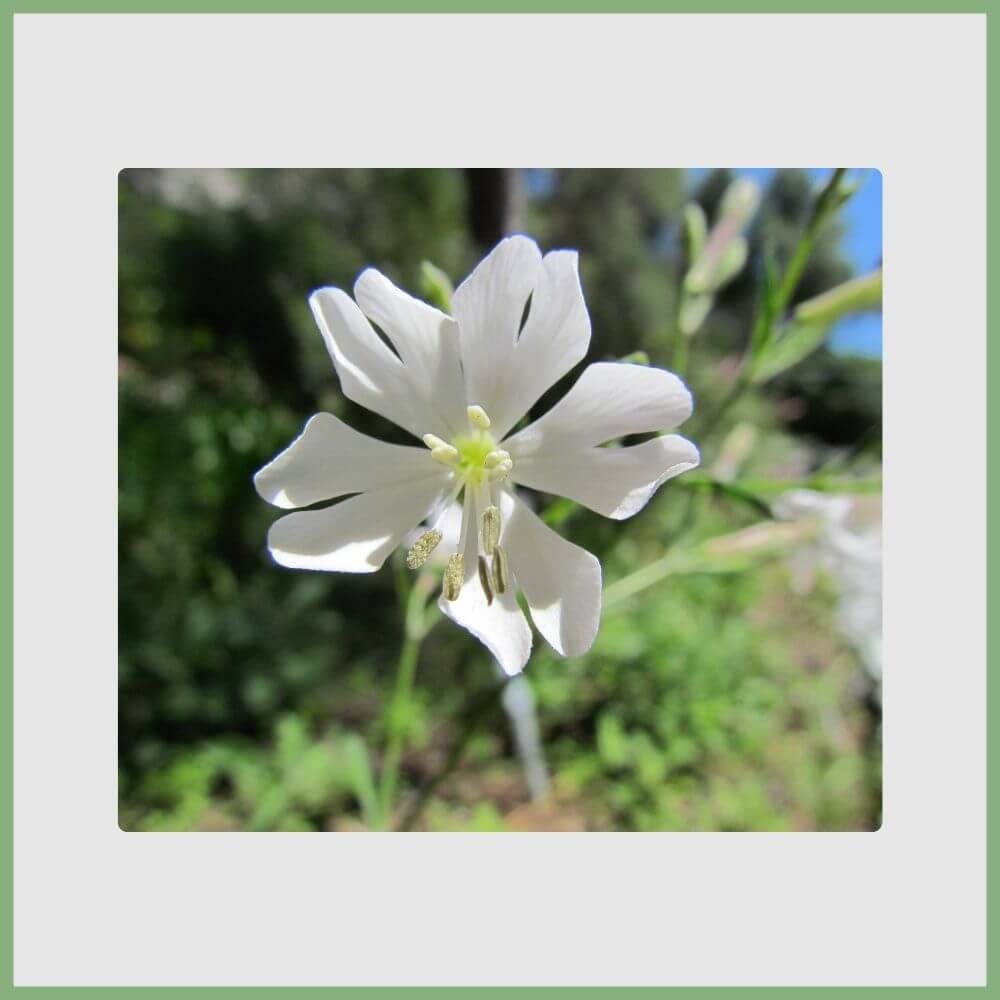 Gibraltar Campion (Silene tomentosa) with pink-white petals found in Gibraltar