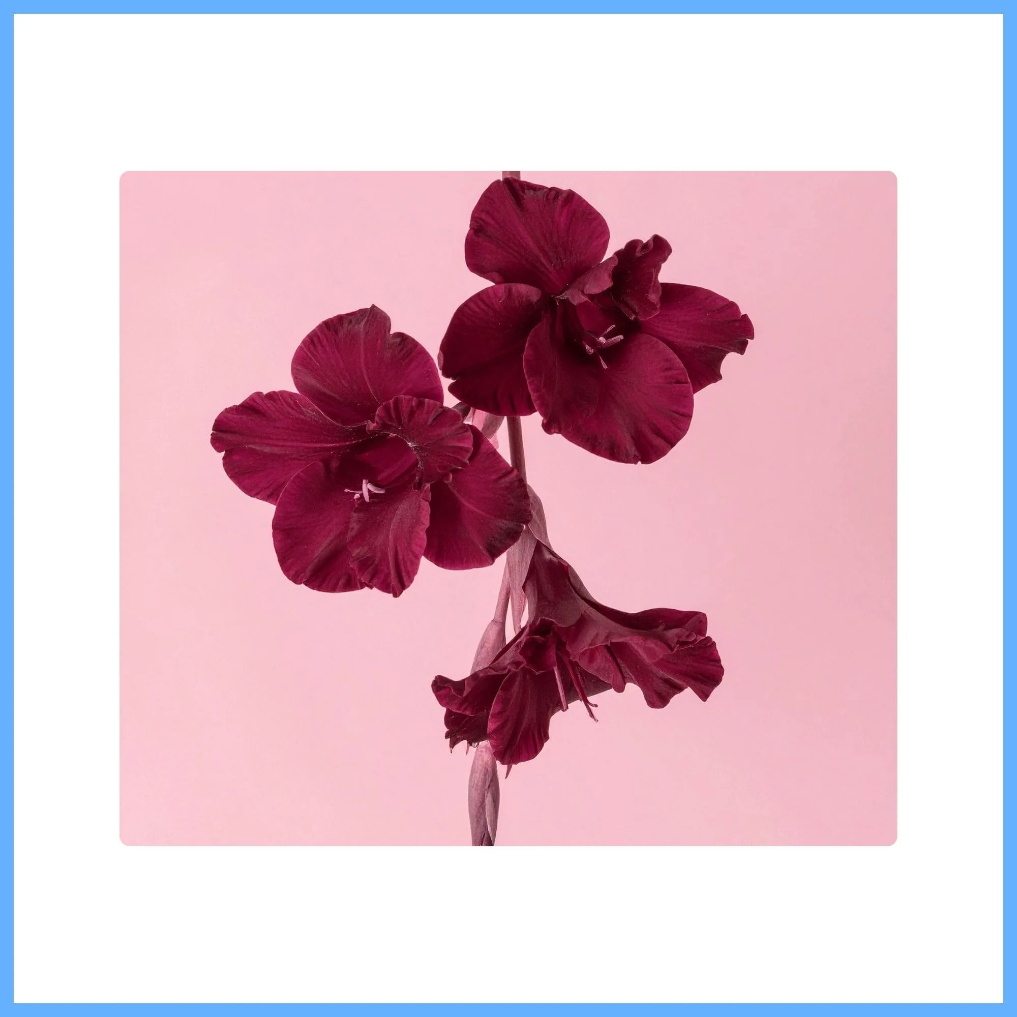 Gladiolus ‘Espresso’