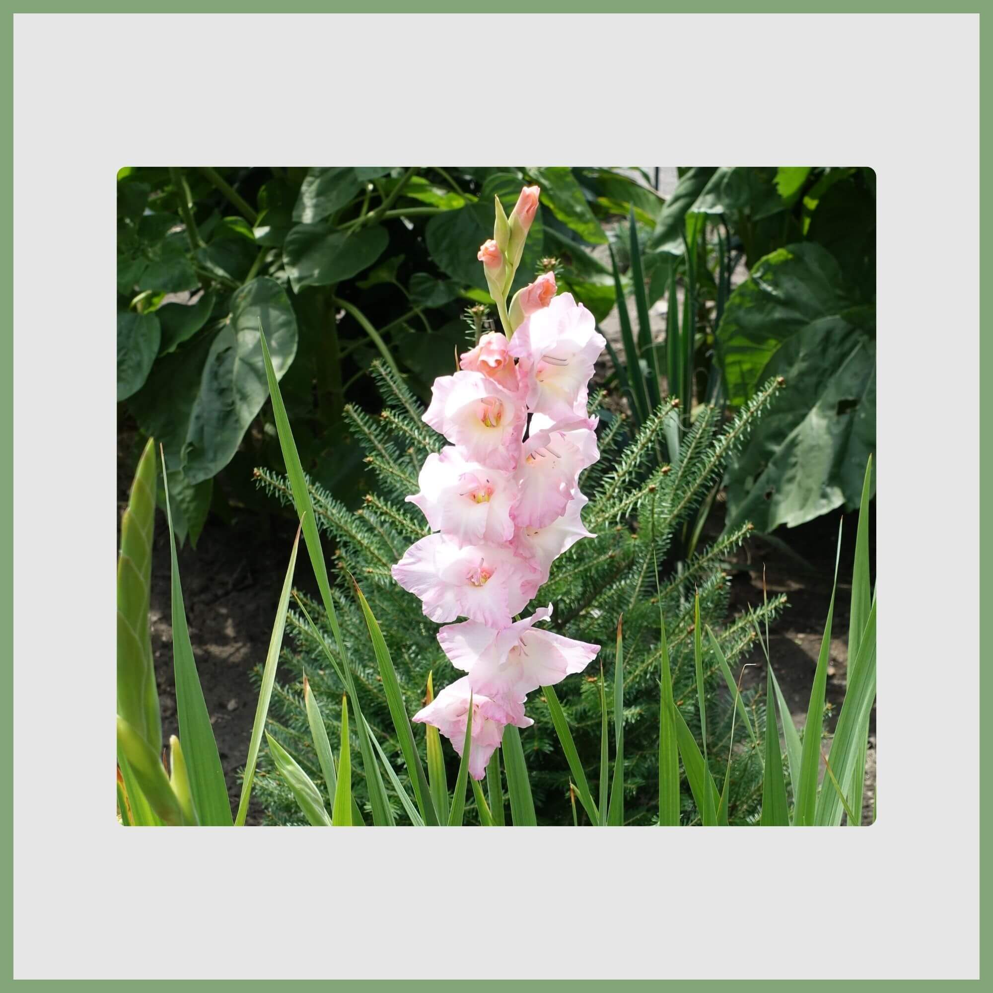 Gladiolus (Gladiolus hortulanus)