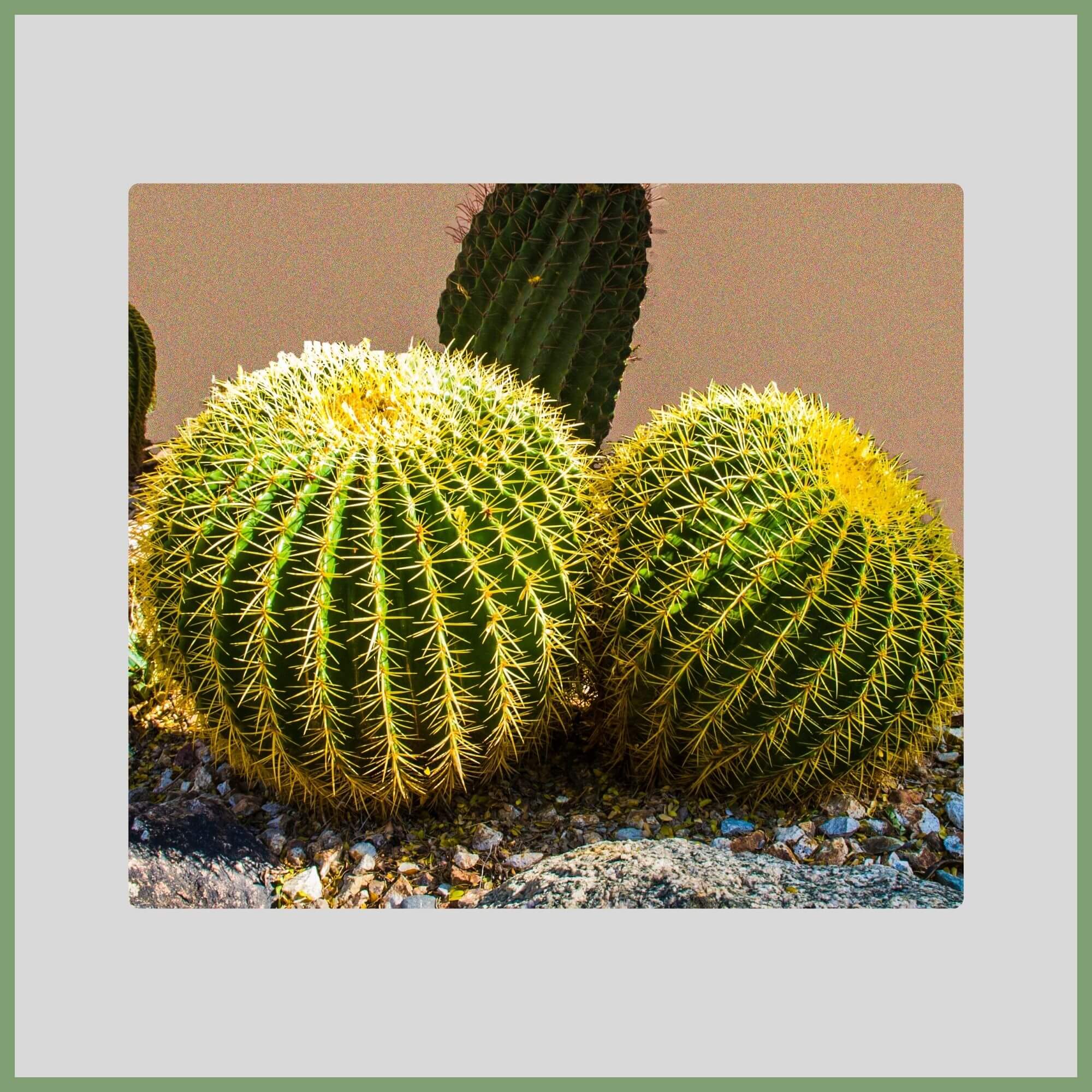 Close-up of a Golden Barrel Cactus flower (Echinocactus grusonii) with bright yellow blooms near its crown