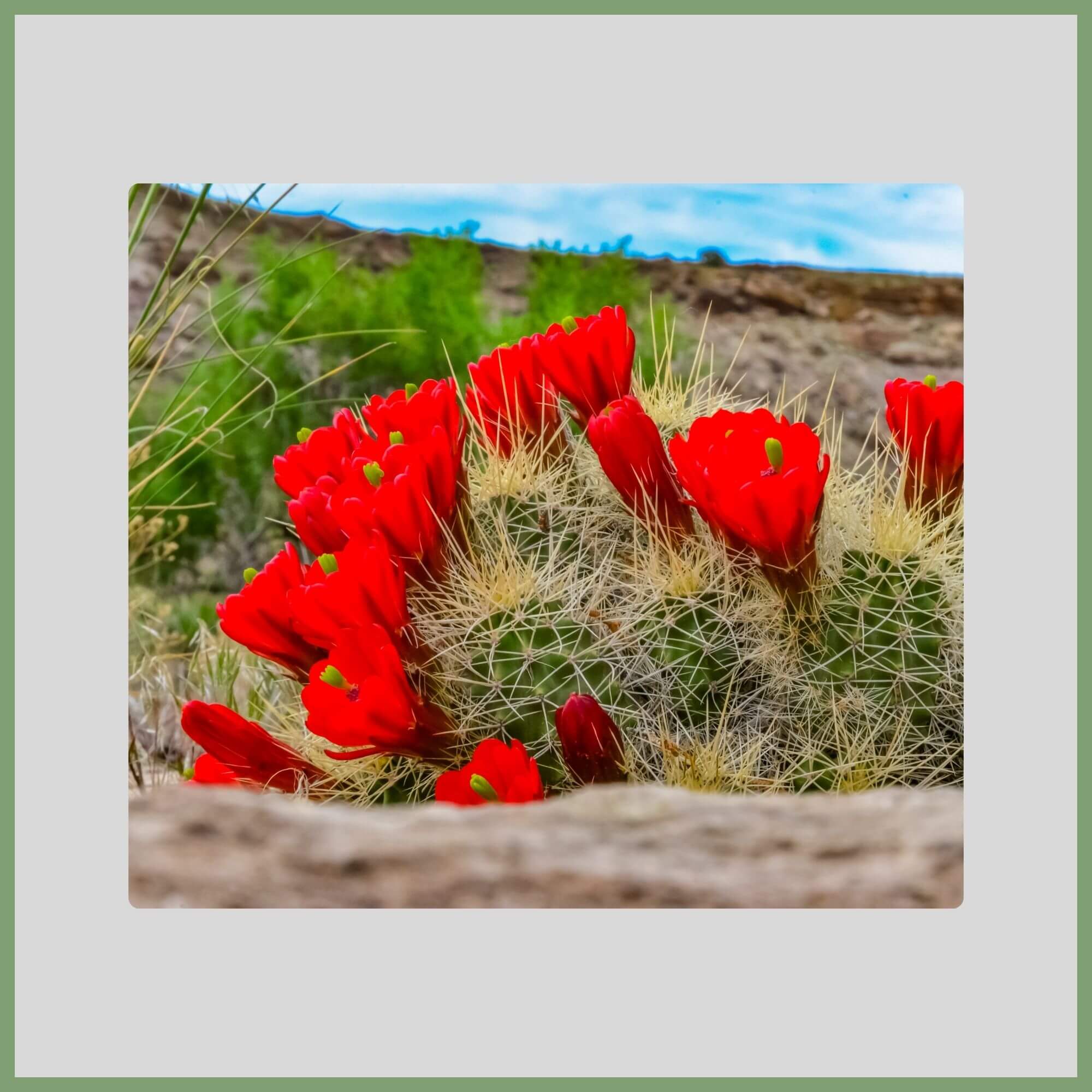 Close-up of a Hedgehog Cactus flower (Echinocereus spp.) with red blooms growing in rocky areas