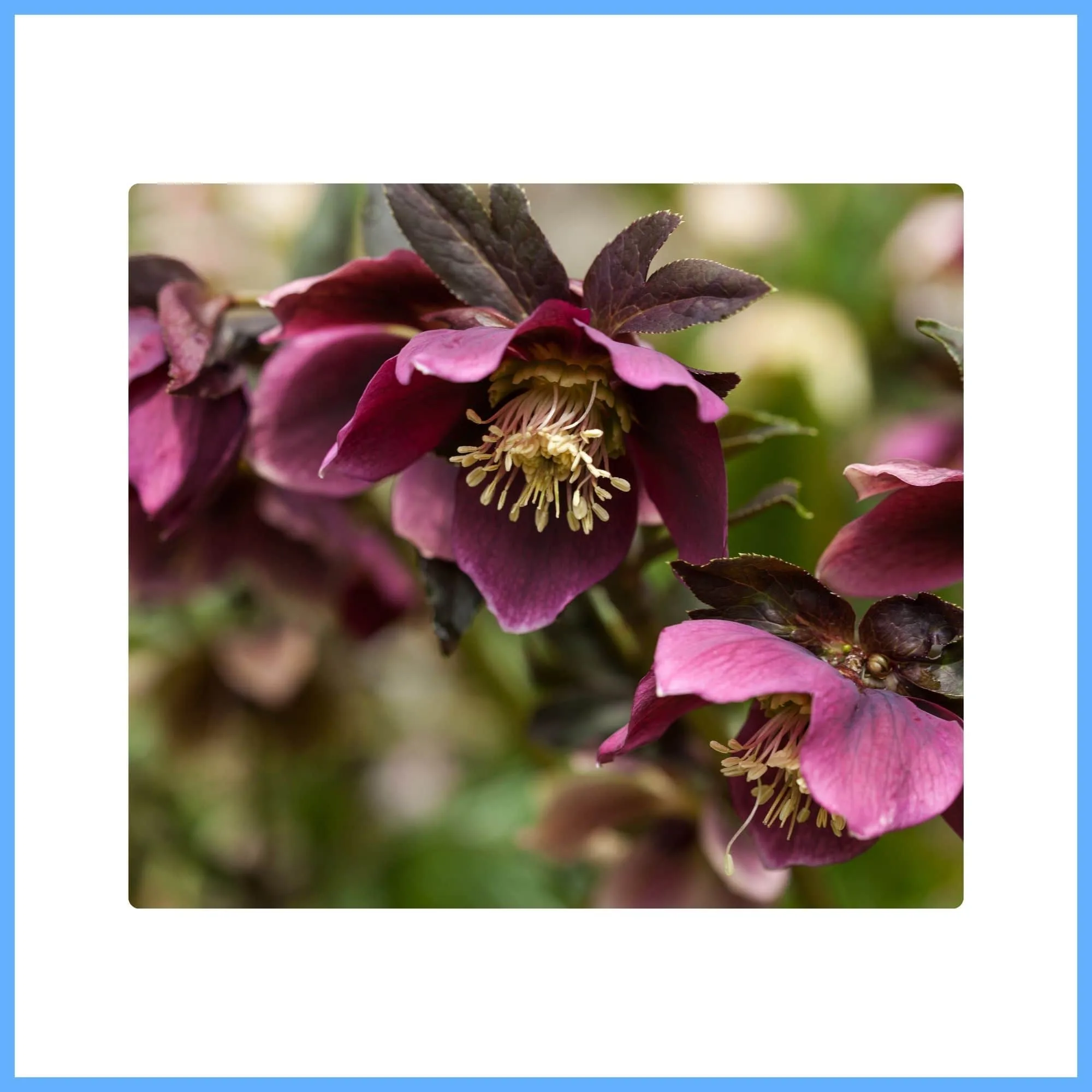 Early Blooming Brown Hellebore ‘Chocolate Soldier’