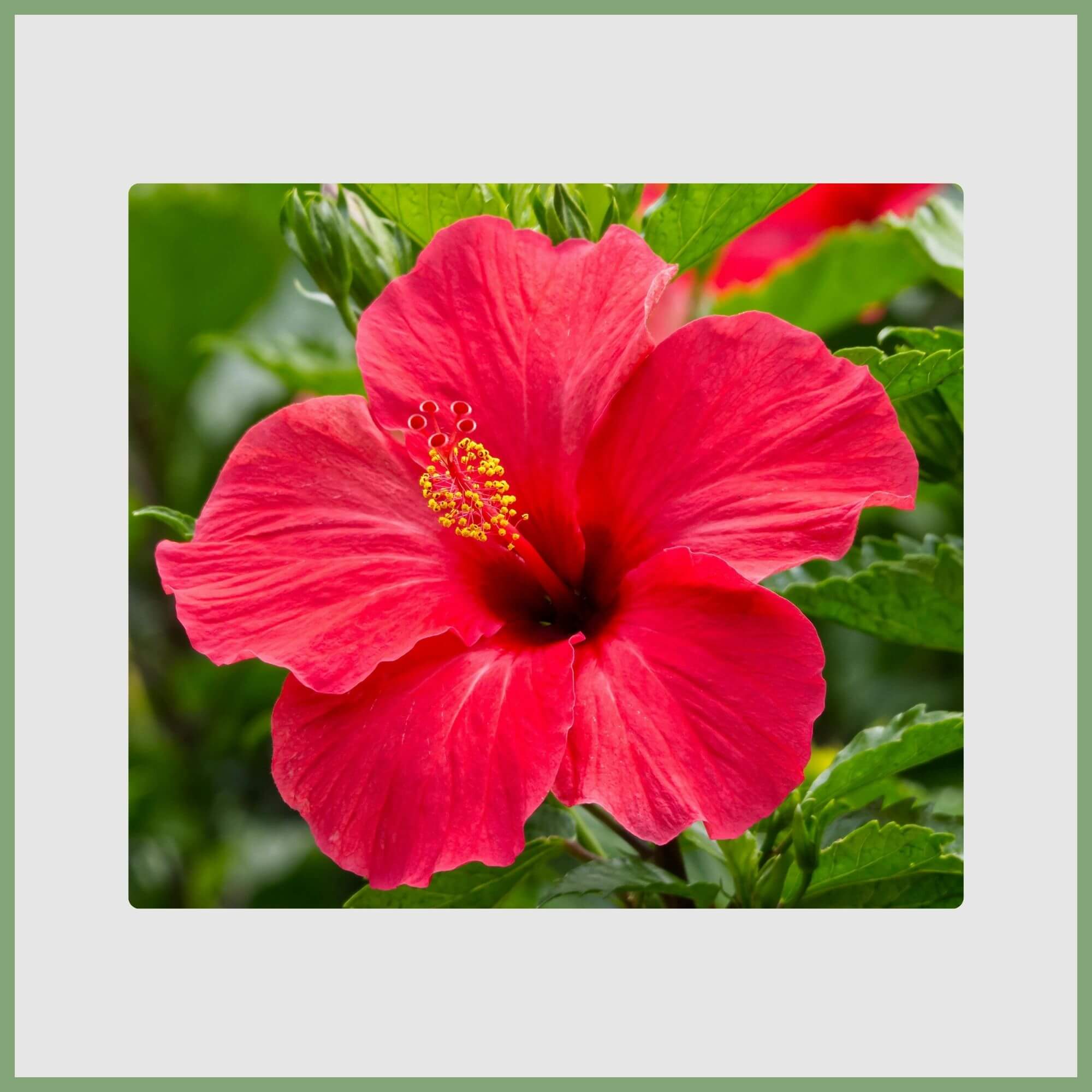 Hibiscus (Hibiscus rosa-sinensis)