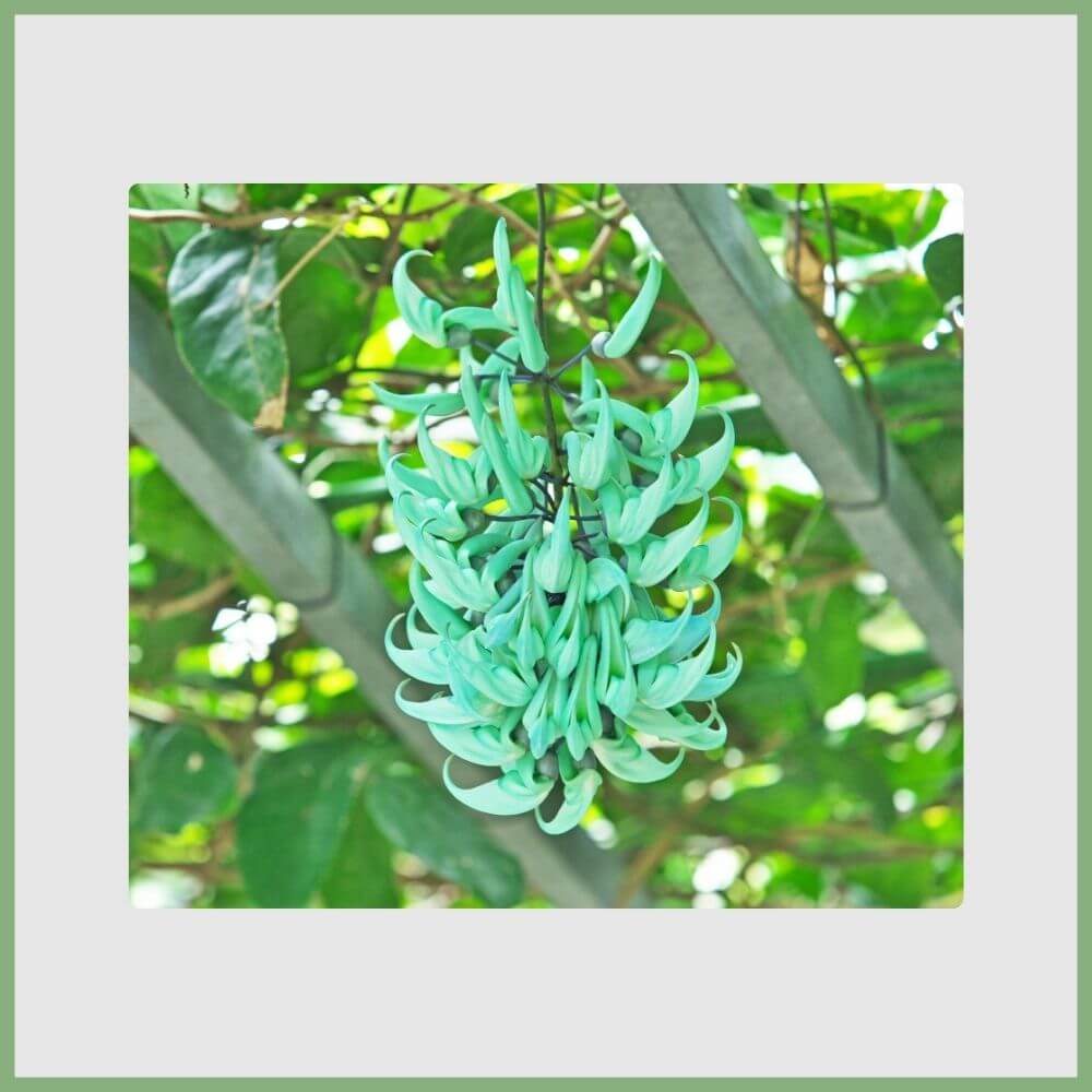 Jade Vine (Strongylodon macrobotrys) with glowing turquoise hanging blooms