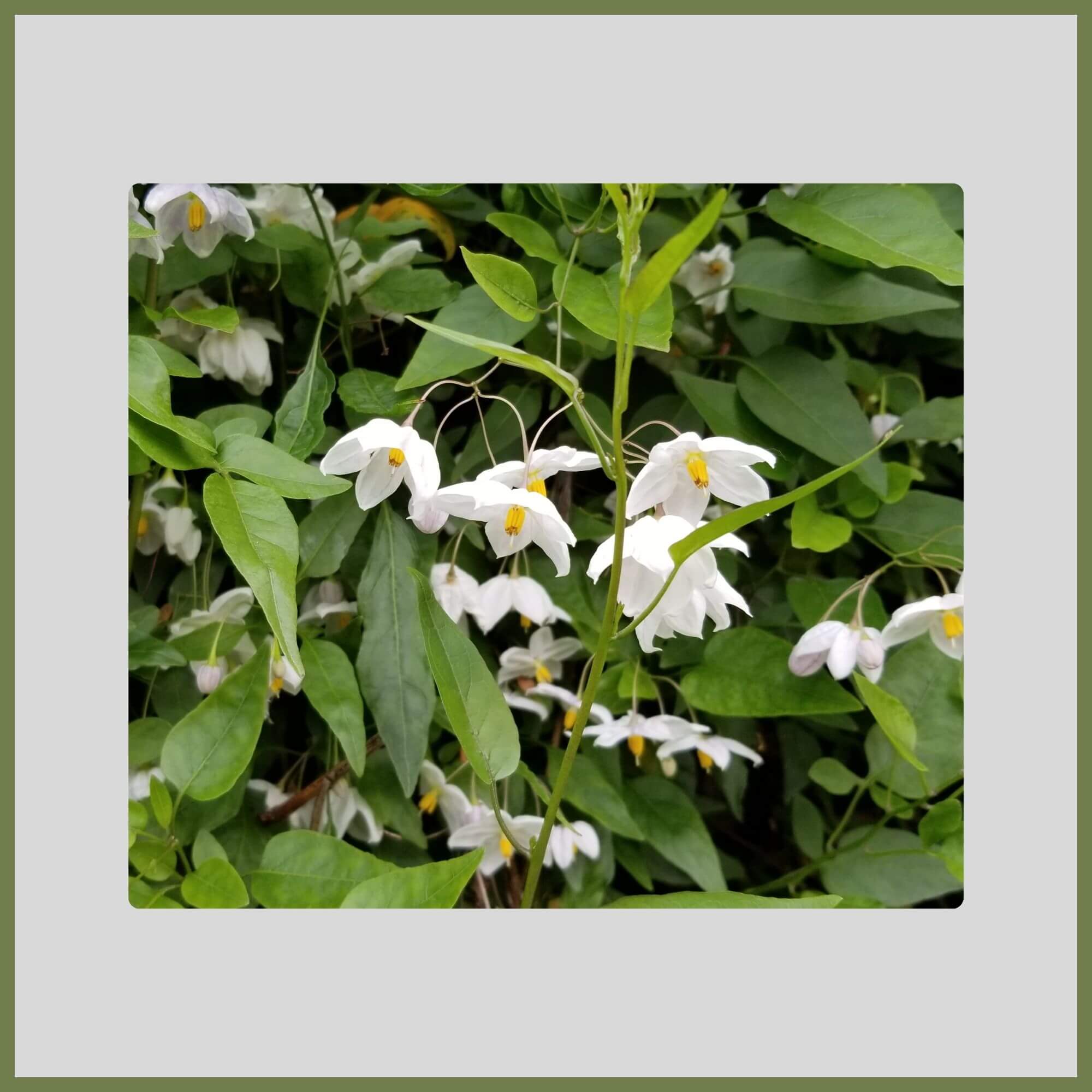 Japanese Snowbell white flowering tree with bell-shaped flowers