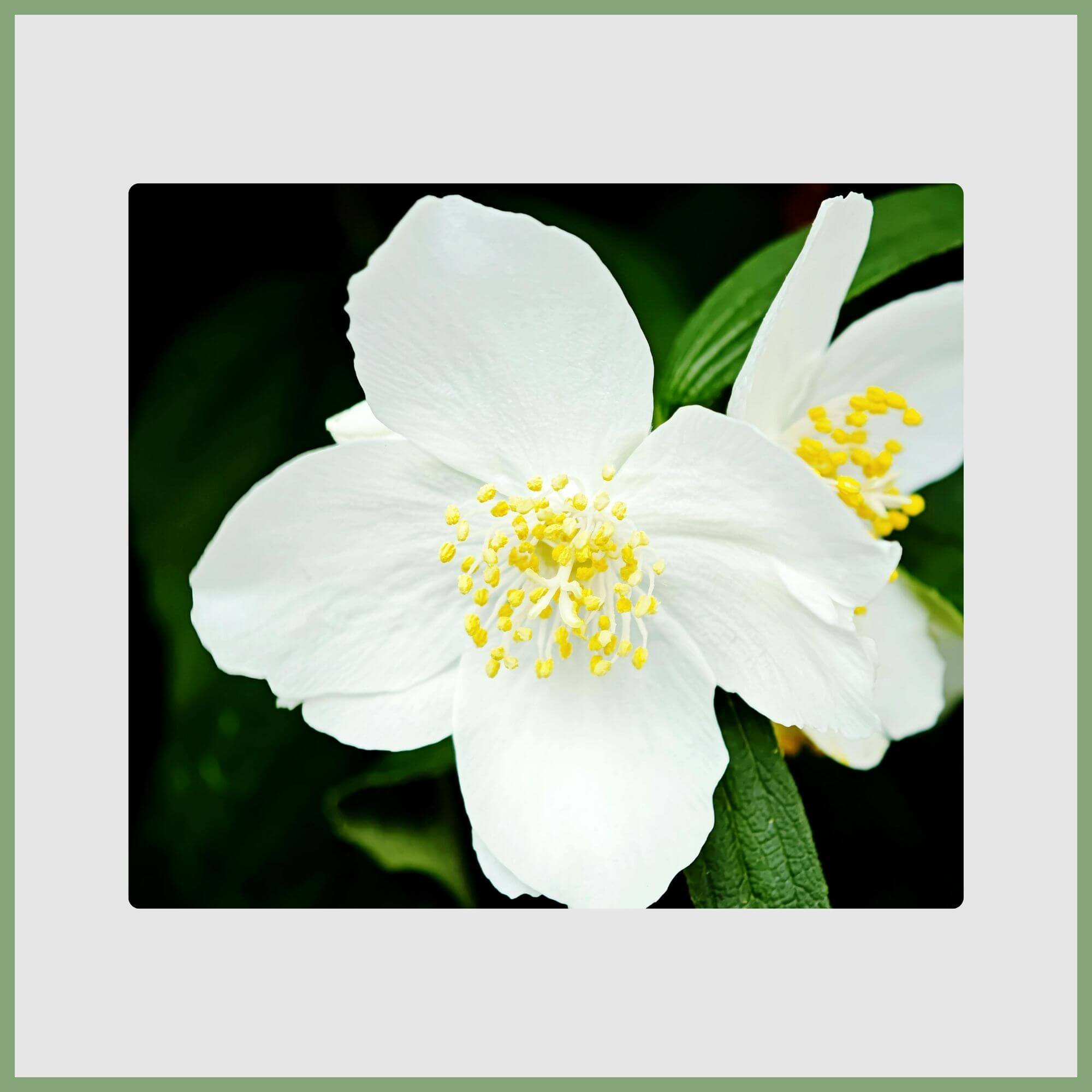 Close-up of a Jasmine (Jasminum officinale)
