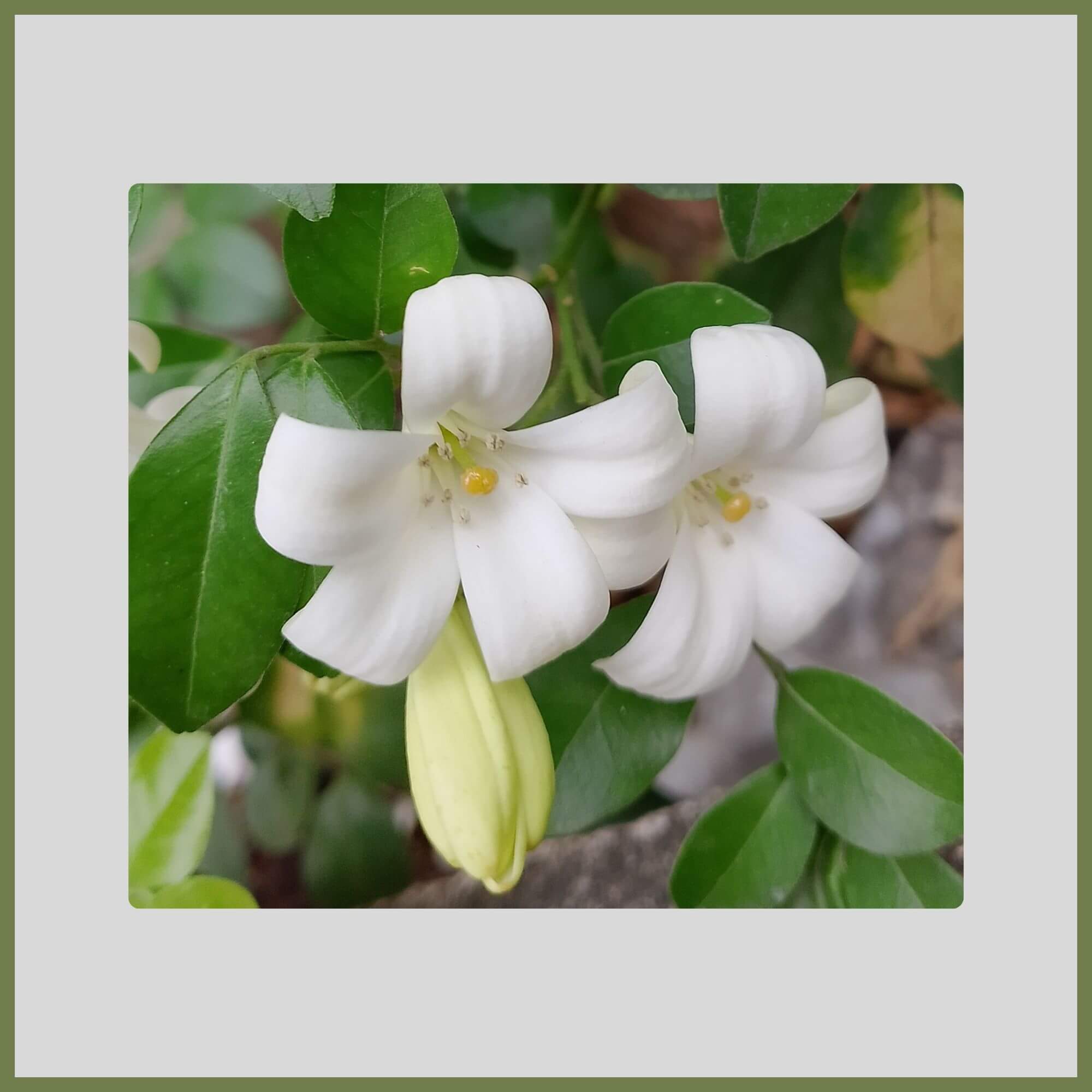 Close-up of a Jasmine with fragrant clusters of white, citrus-scented flowers