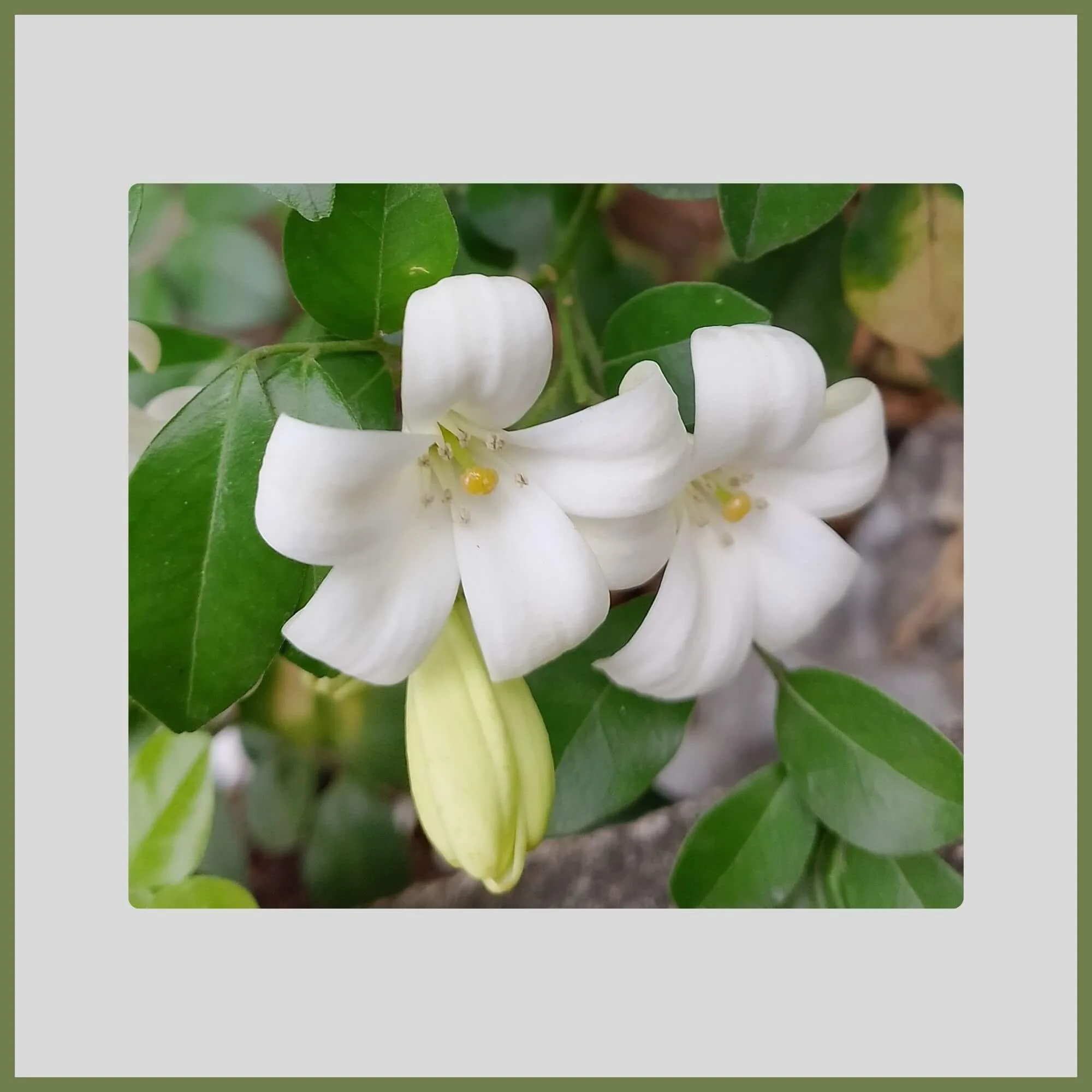 Close-up of a Jasmine with fragrant clusters of white, citrus-scented flowers