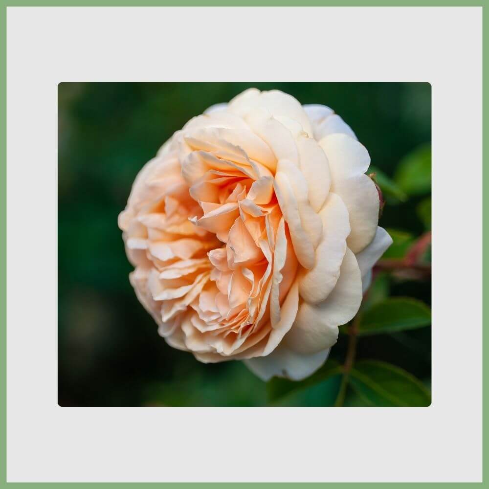 Juliet Rose (Rosa 'Juliet') with peach-colored petals