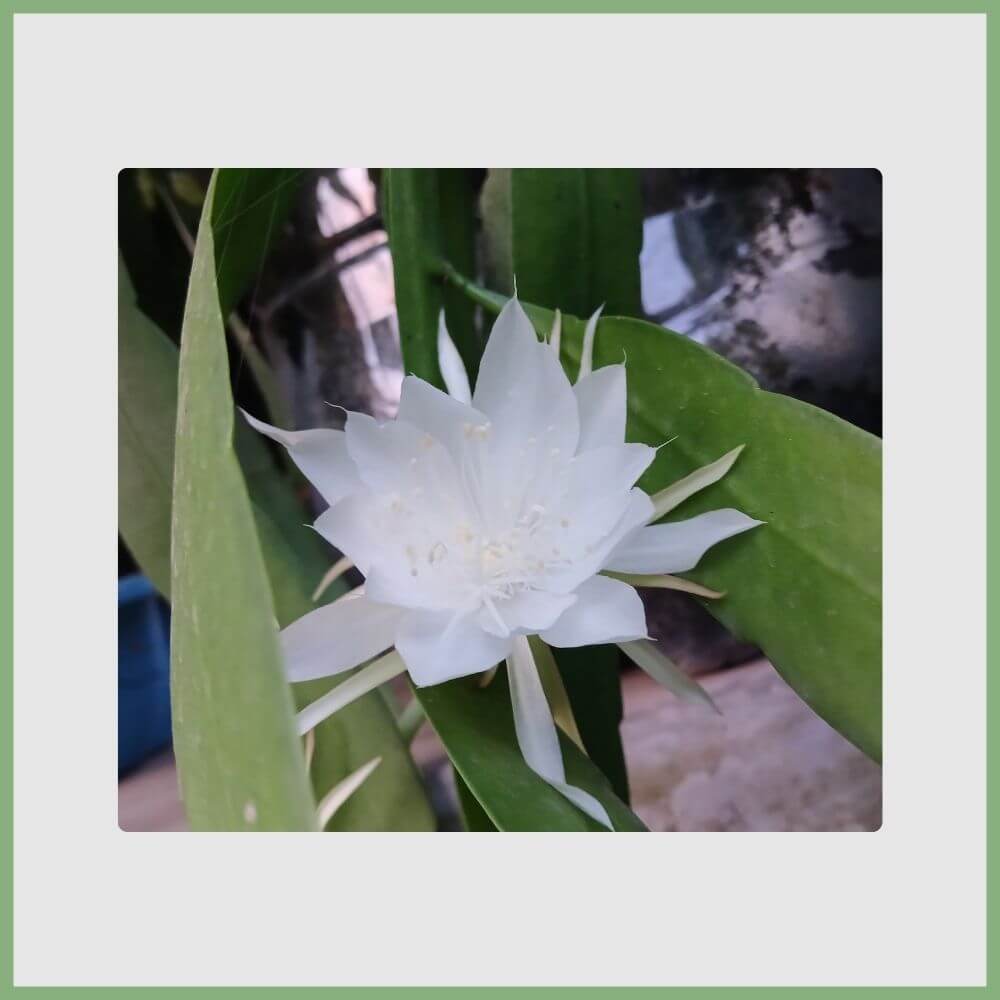 Kadupul Flower (Epiphyllum oxypetalum) blooming 