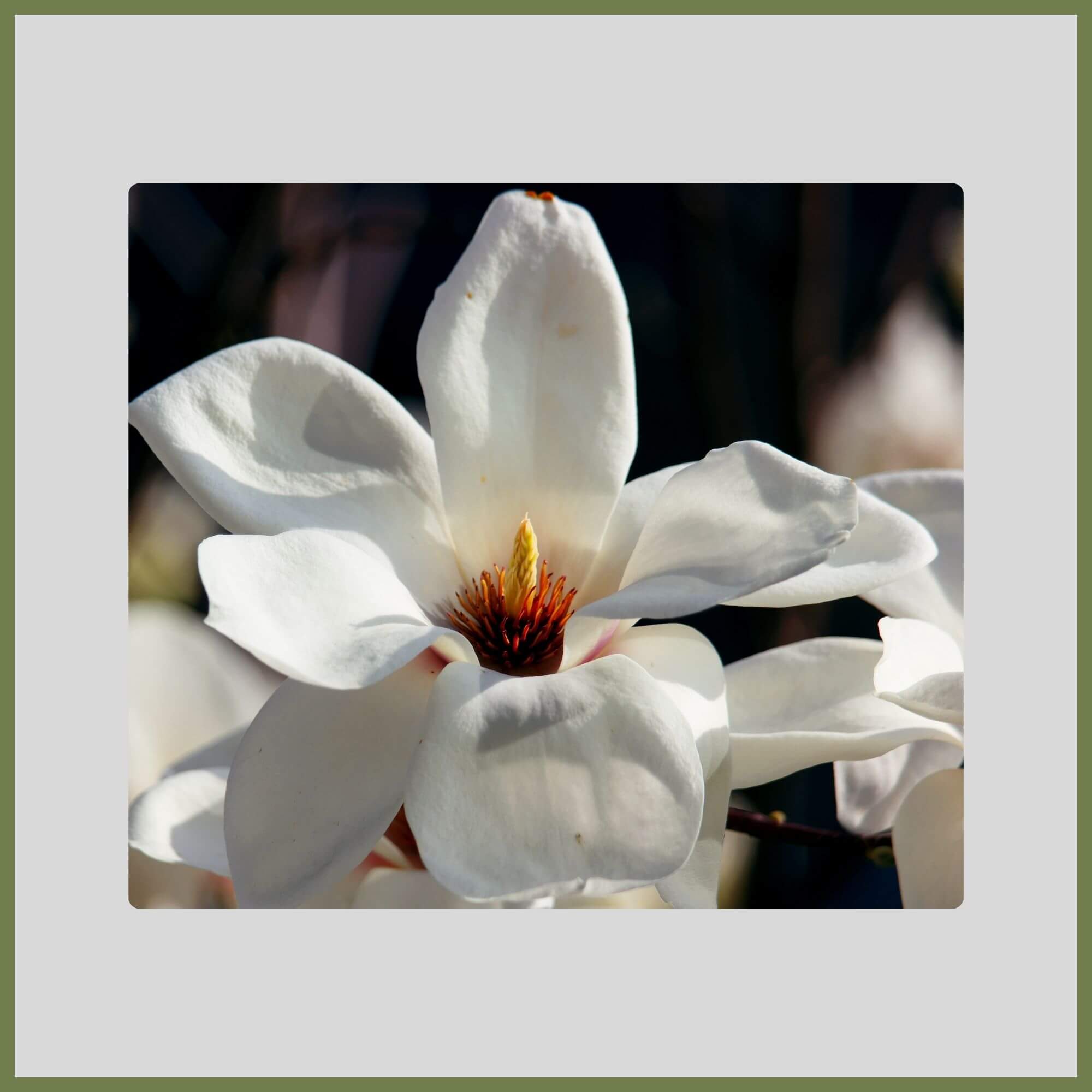 Close-up of Kobus Magnolia tree with white flower blooming
