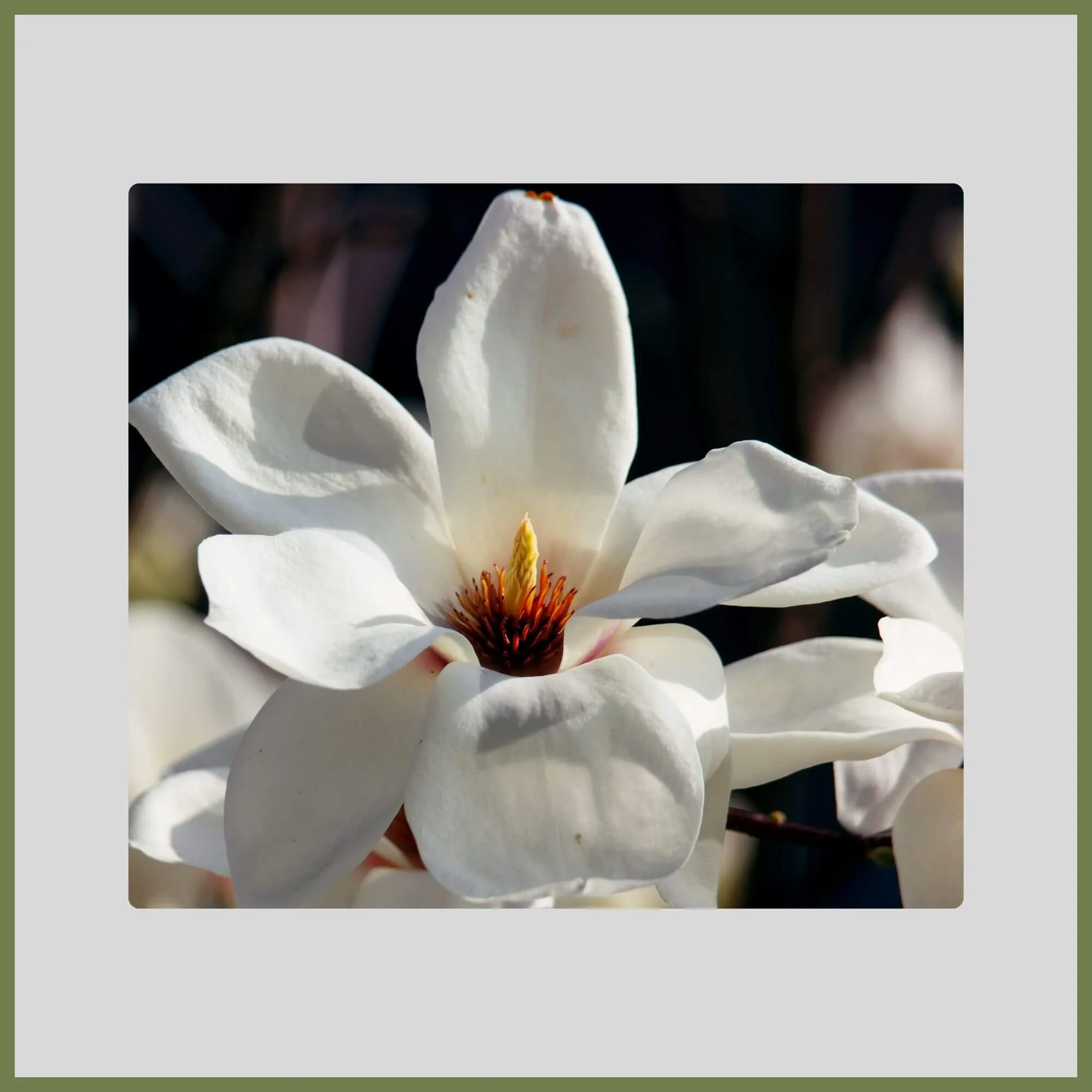 Close-up of Kobus Magnolia tree with white flower blooming 